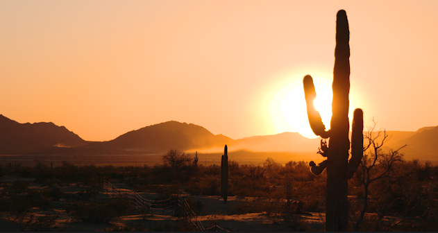 Cactus sun (Screenshot).png