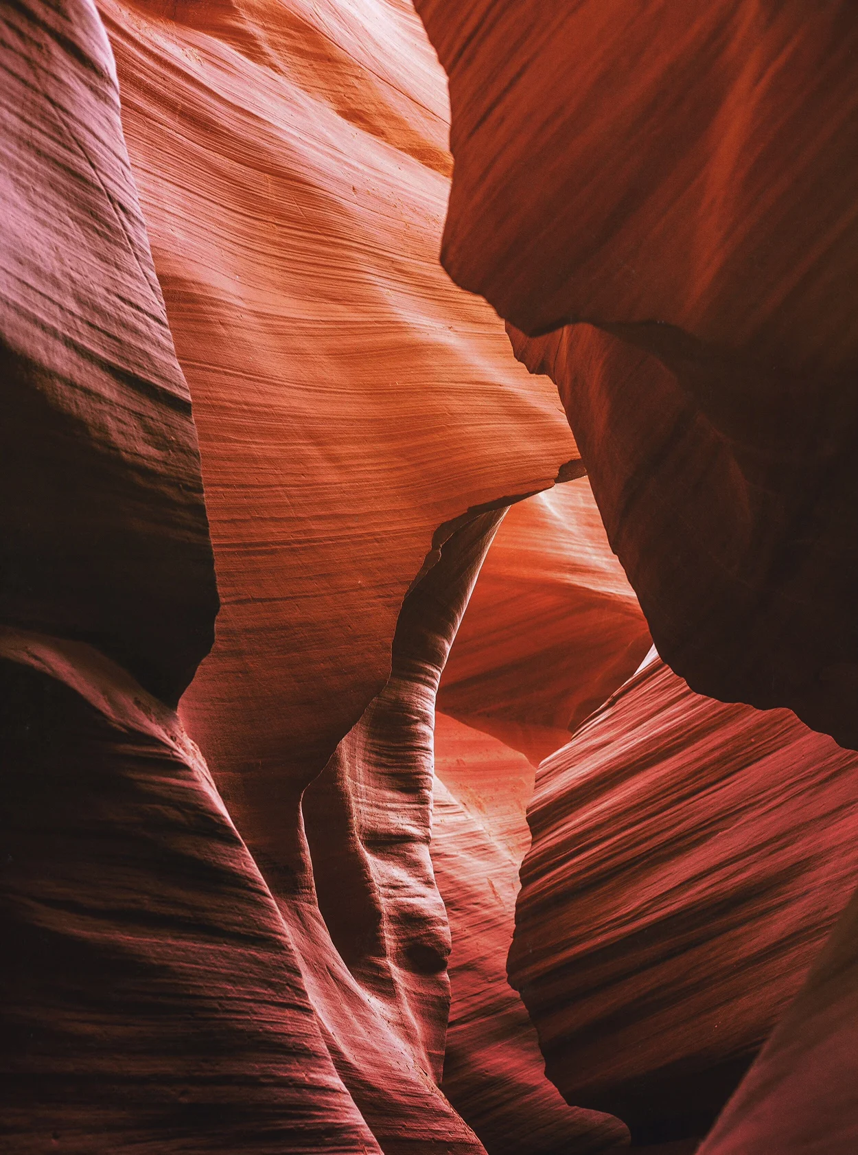 antelope2.JPG