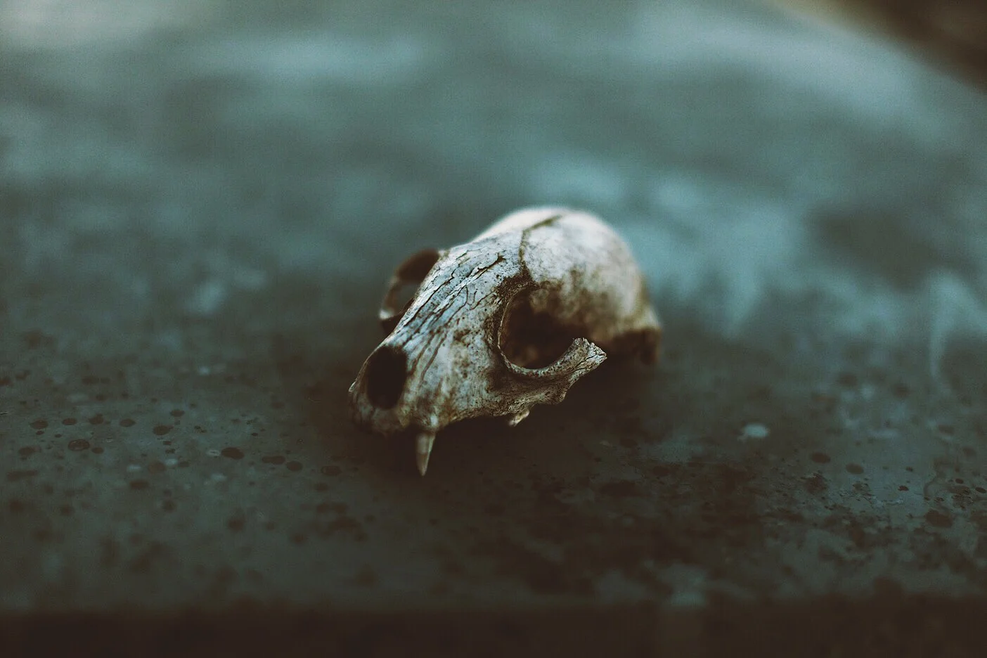 skull2.JPG