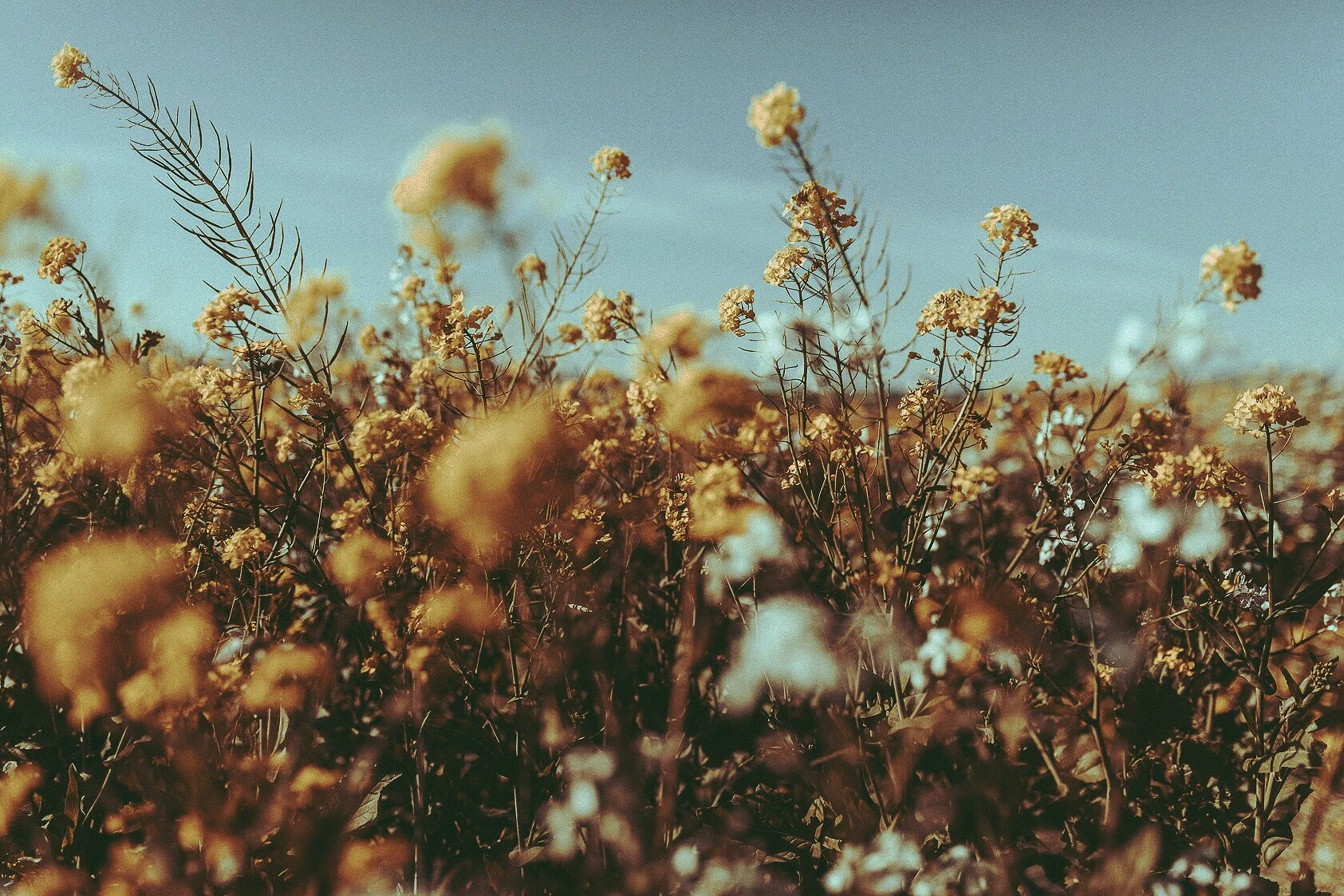 flowery.JPG