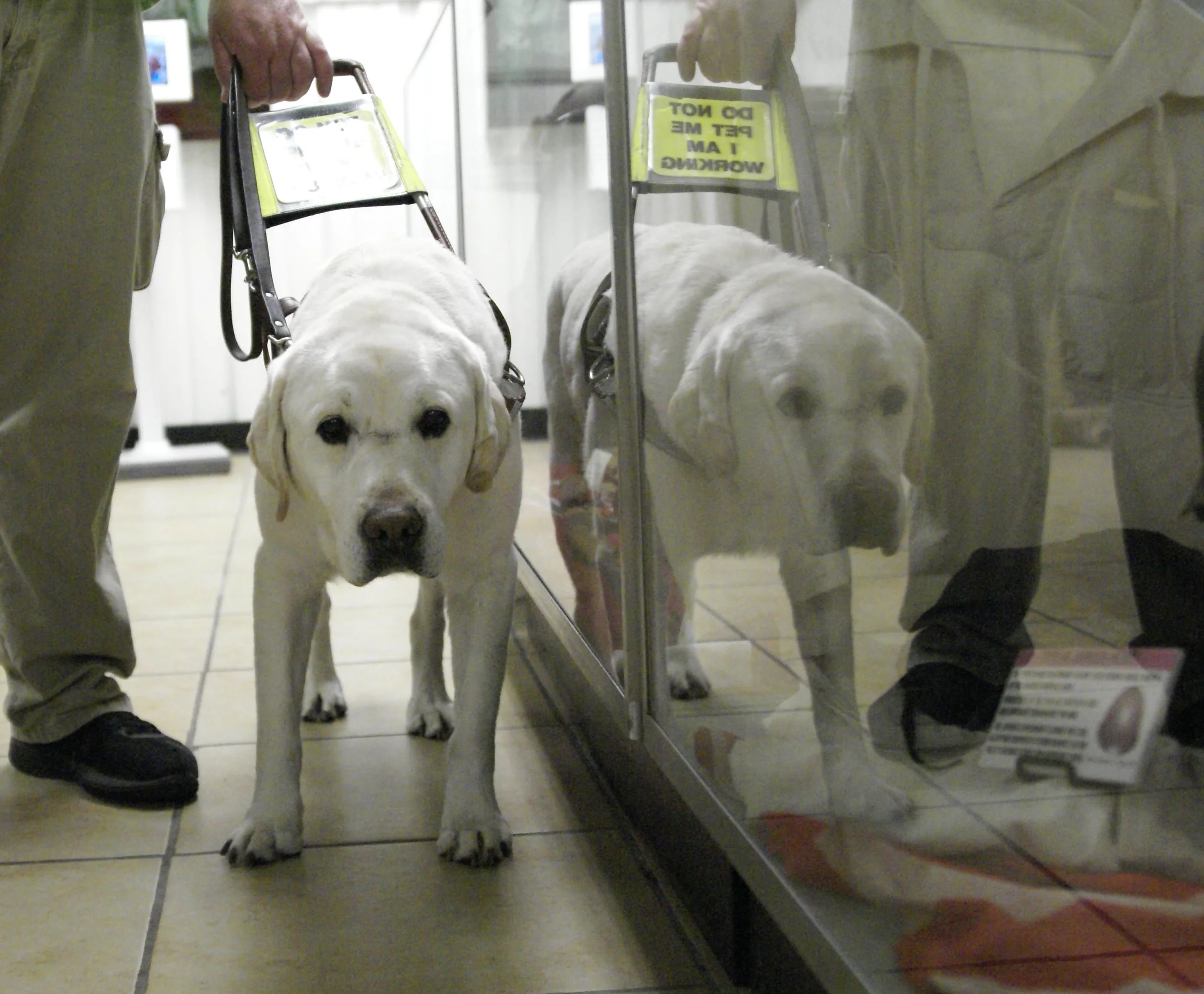  Picture Description: White dog posing for picture and owner holding dog by service dog harness. 