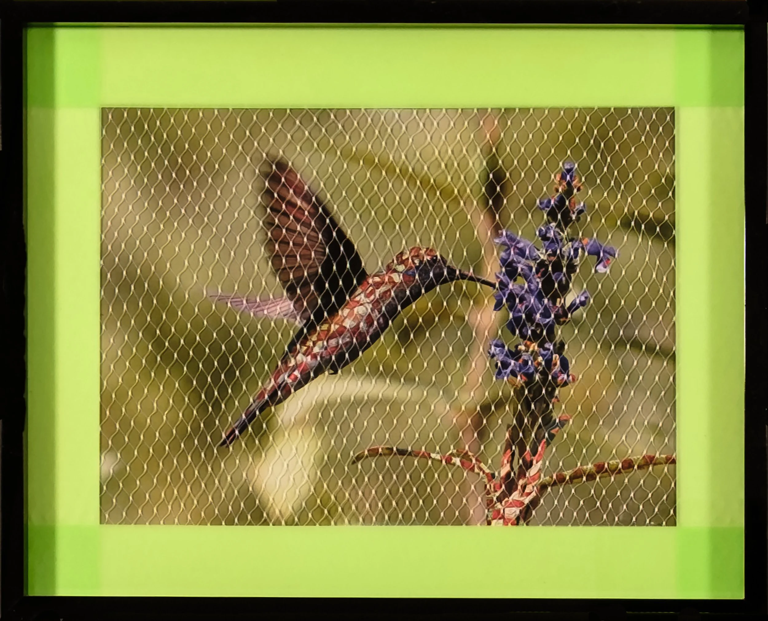 Migratory Birds Series | 2020 | 10 1/2" by 8 1/2" | Image of migratory bird, black ink, flag tape, plastic netting, and frame