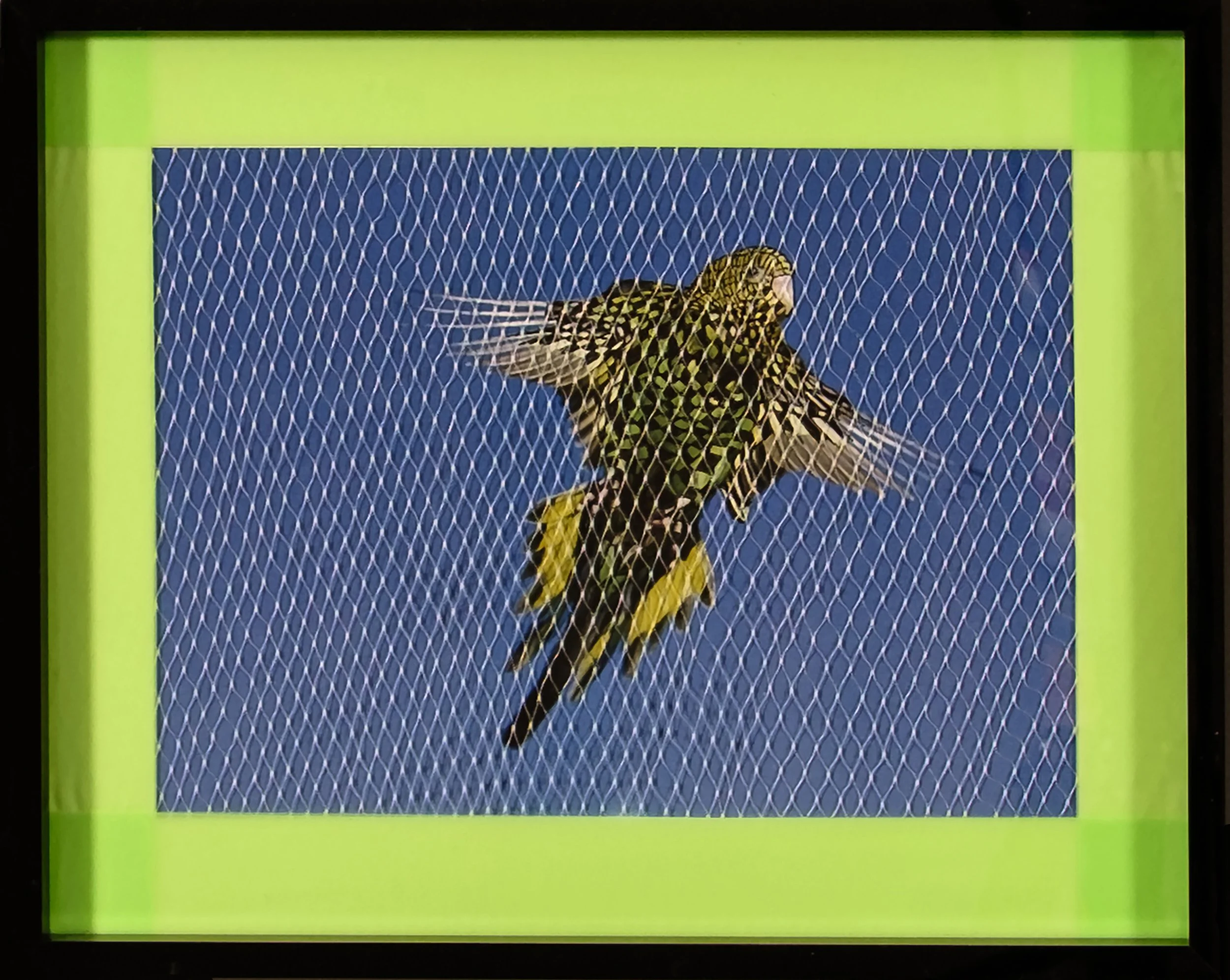 Migratory Birds Series | 2020 | 10 1/2" by 8 1/2" | Image of migratory bird, black ink, flag tape, plastic netting, and frame