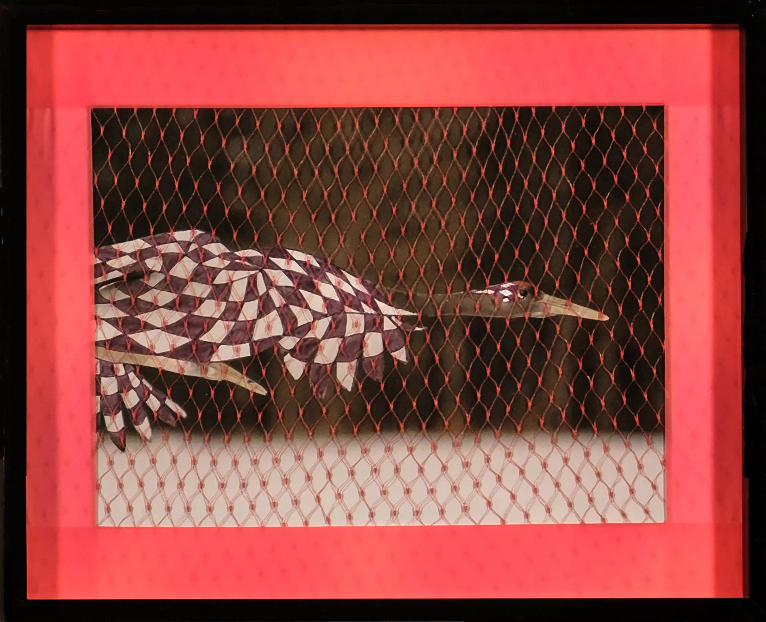 Migratory Birds Series | 2020 | 10 1/2" by 8 1/2" | Image of migratory bird, black ink, flag tape, plastic netting, and frame