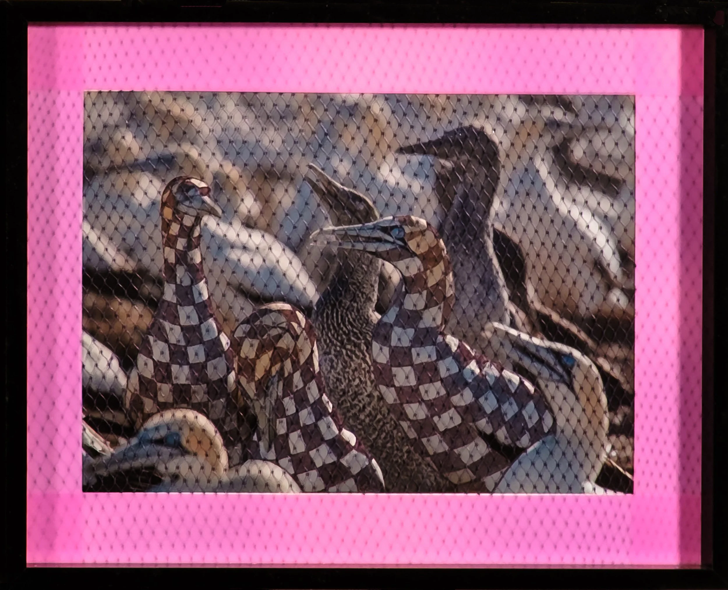 Migratory Birds Series | 2020 | 10 1/2" by 8 1/2" | Image of migratory bird, black ink, flag tape, plastic netting, and frame