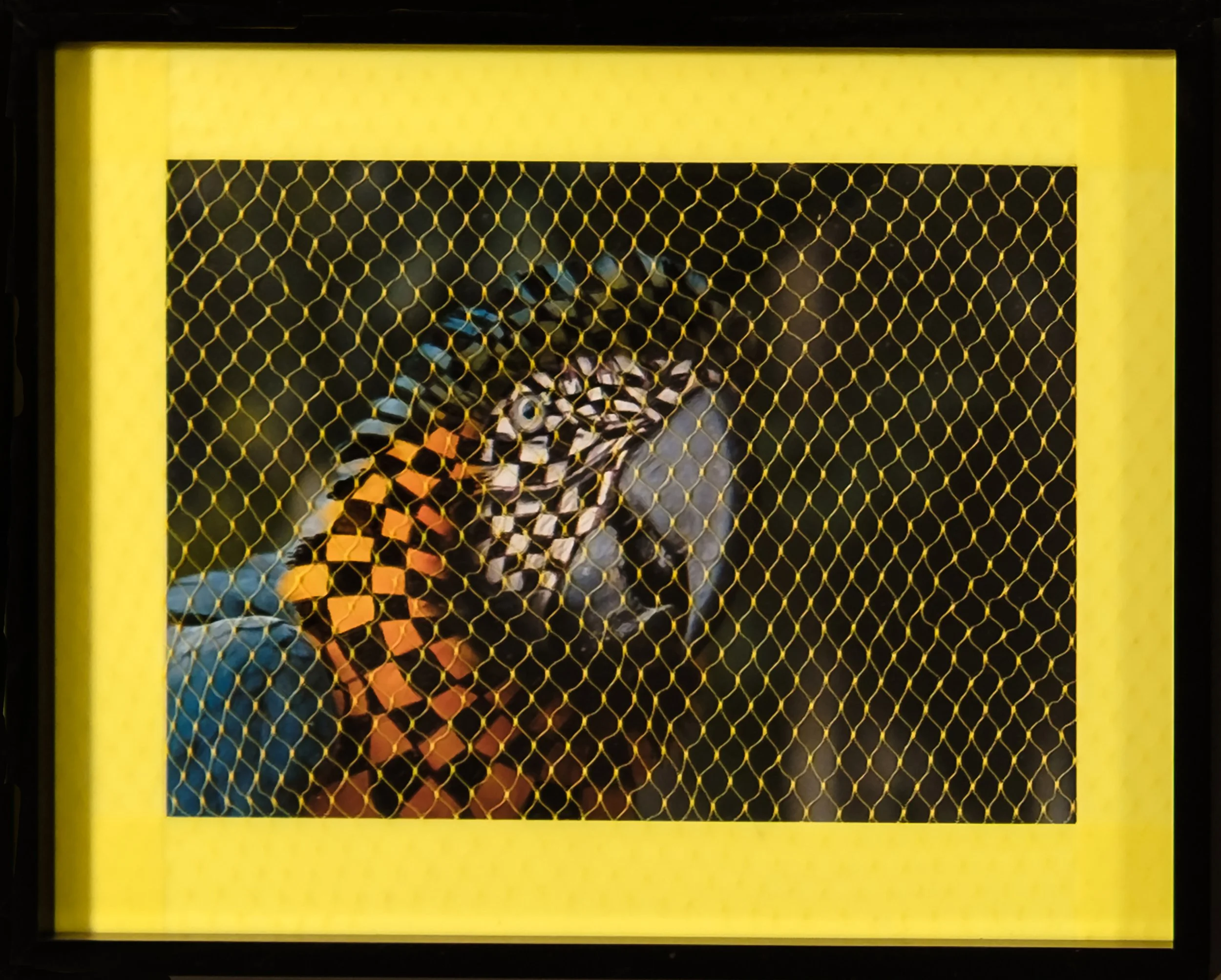 Migratory Birds Series | 2020 | 10 1/2" by 8 1/2" | Image of migratory bird, black ink, flag tape, plastic netting, and frame
