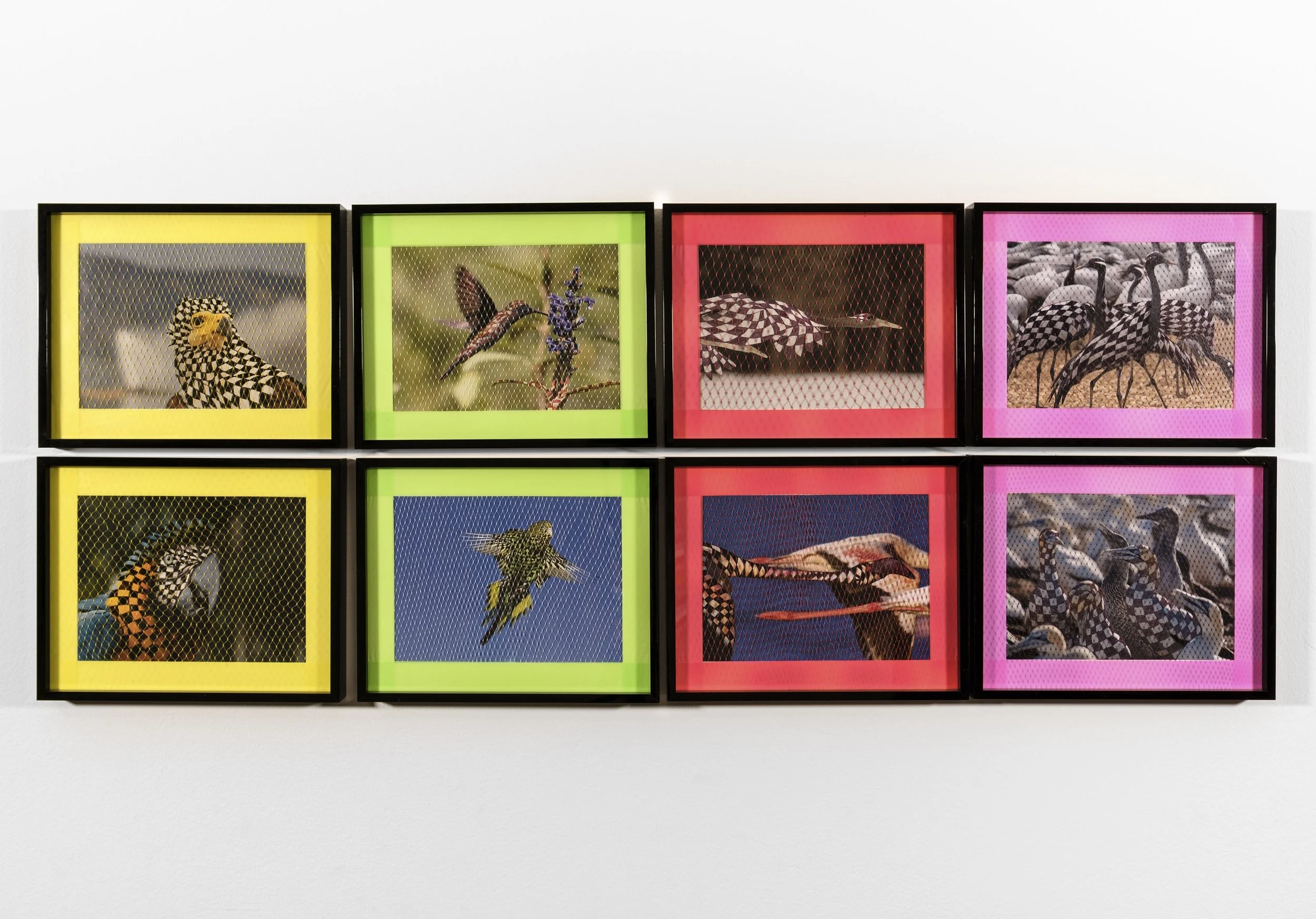 Migratory Birds Series | 2020 | 10 1/2" by 8 1/2" | Image of migratory bird, black ink, flag tape, plastic netting, and frame