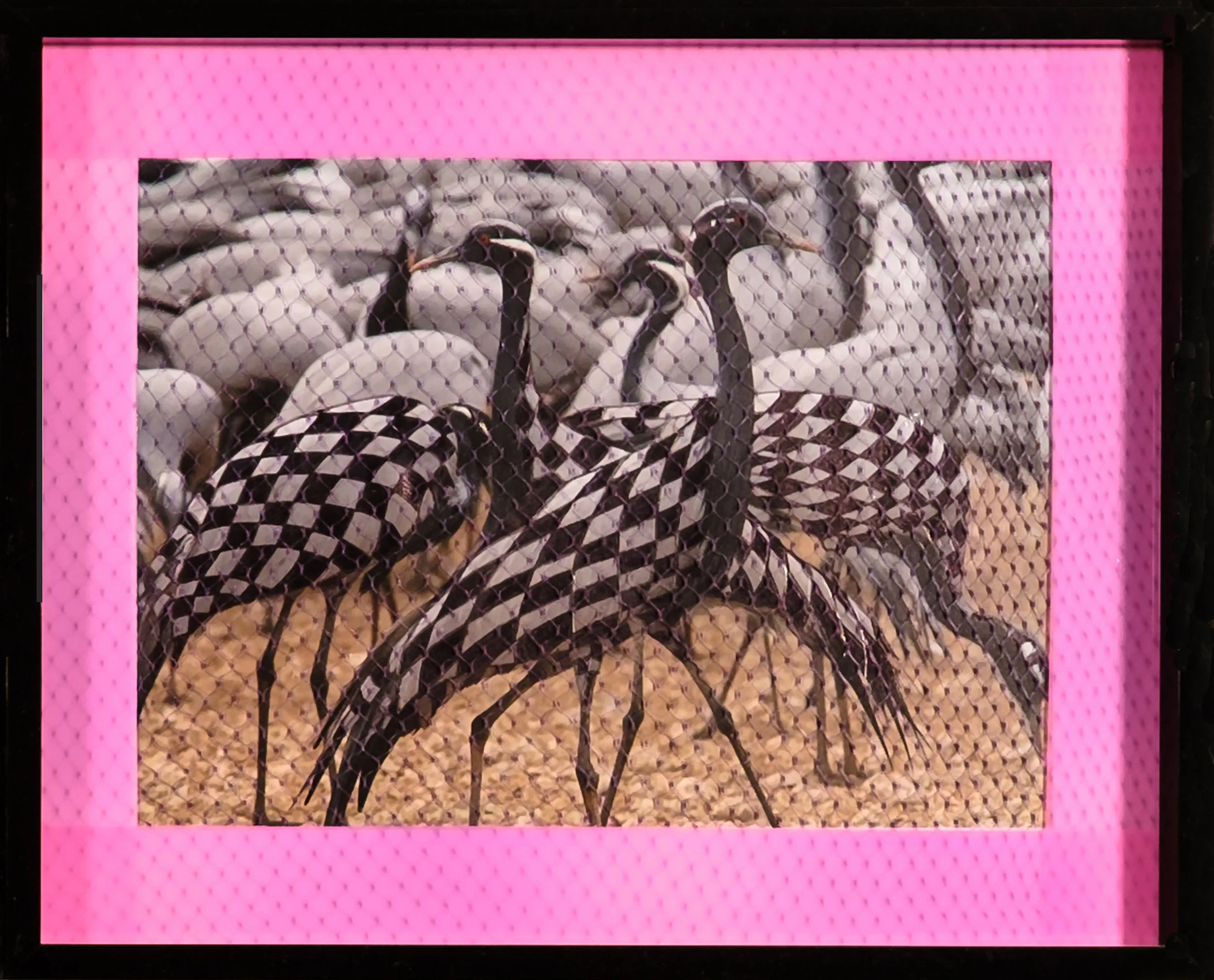 Migratory Birds Series | 2020 | 10 1/2" by 8 1/2" | Image of migratory bird, black ink, flag tape, plastic netting, and frame