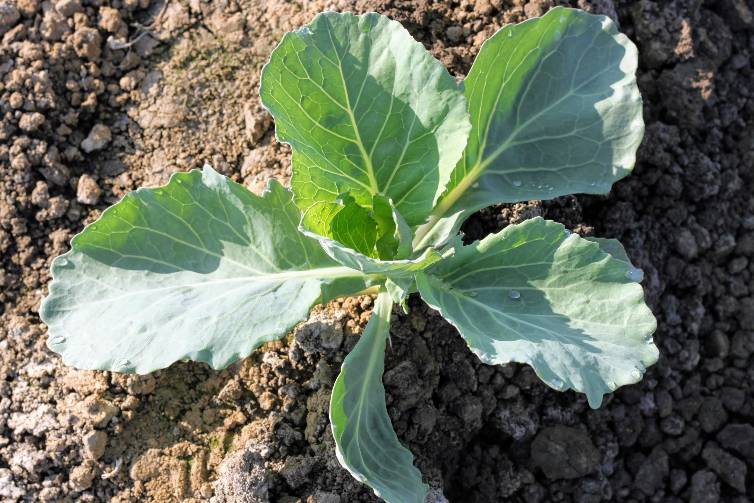 Golden West Vegetable