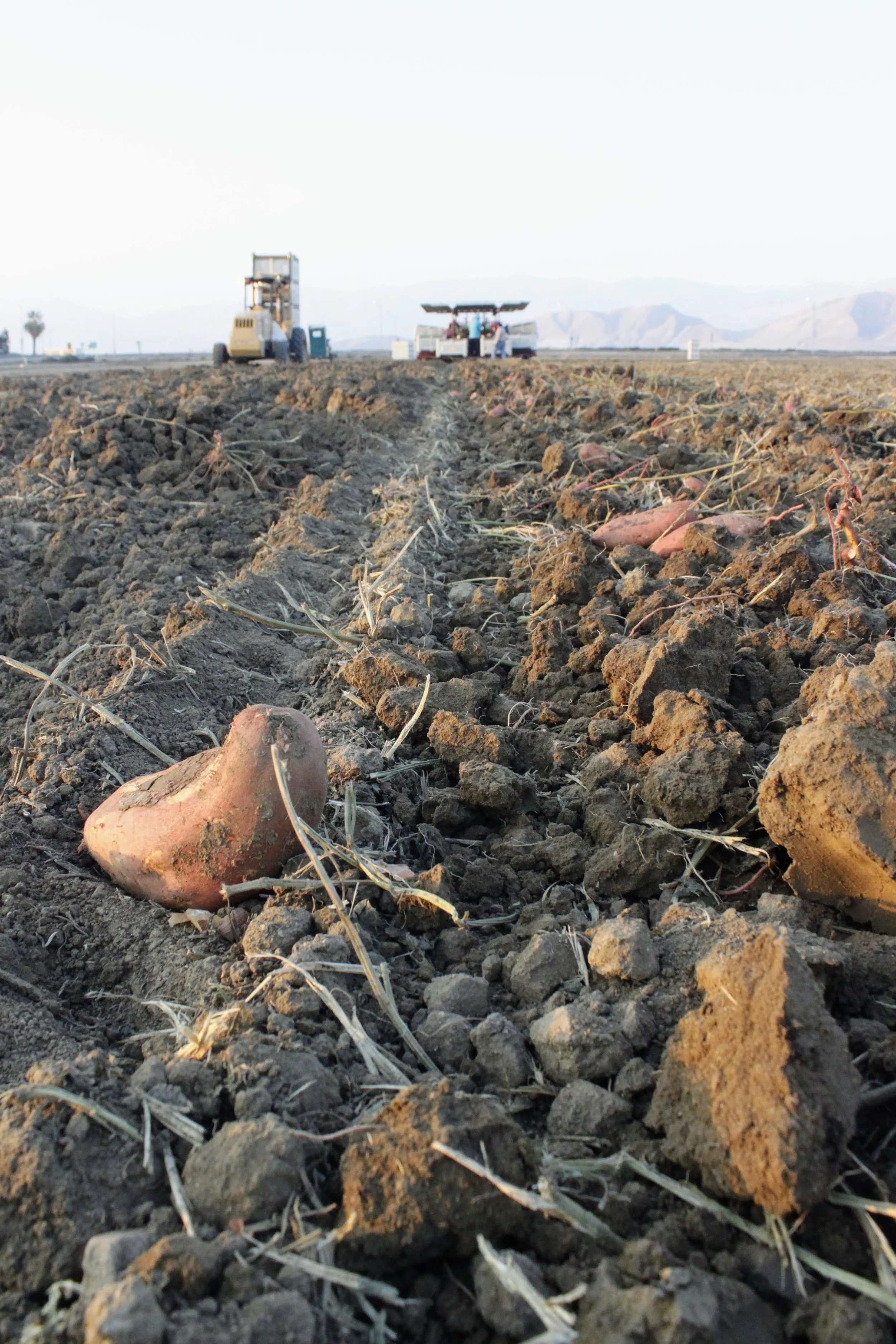 Sweet Potato Harvest