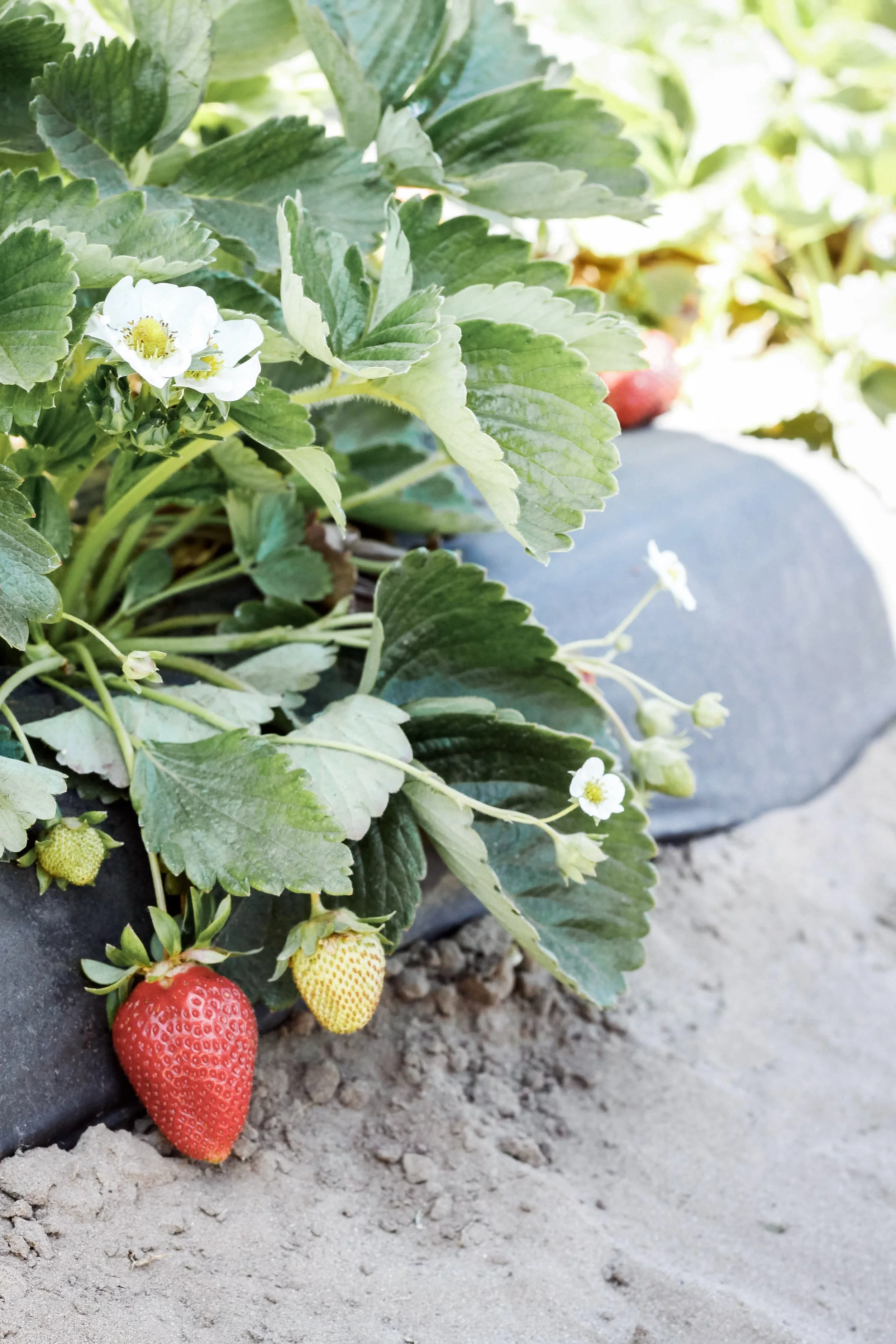 Country Valentine's Day Playlist