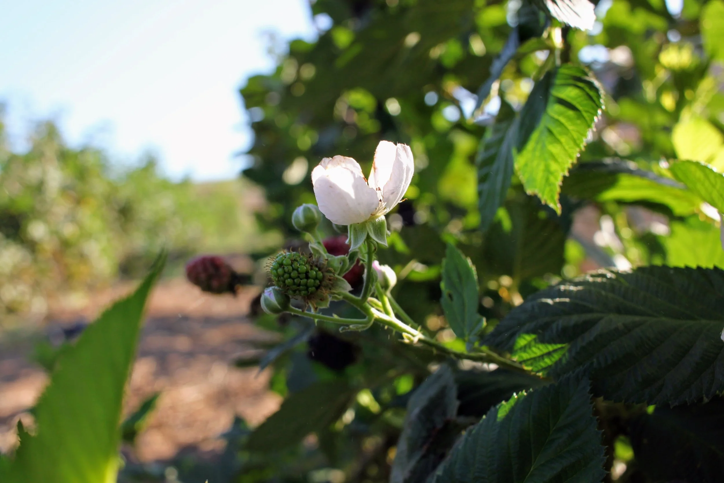 Spring: What's in season?