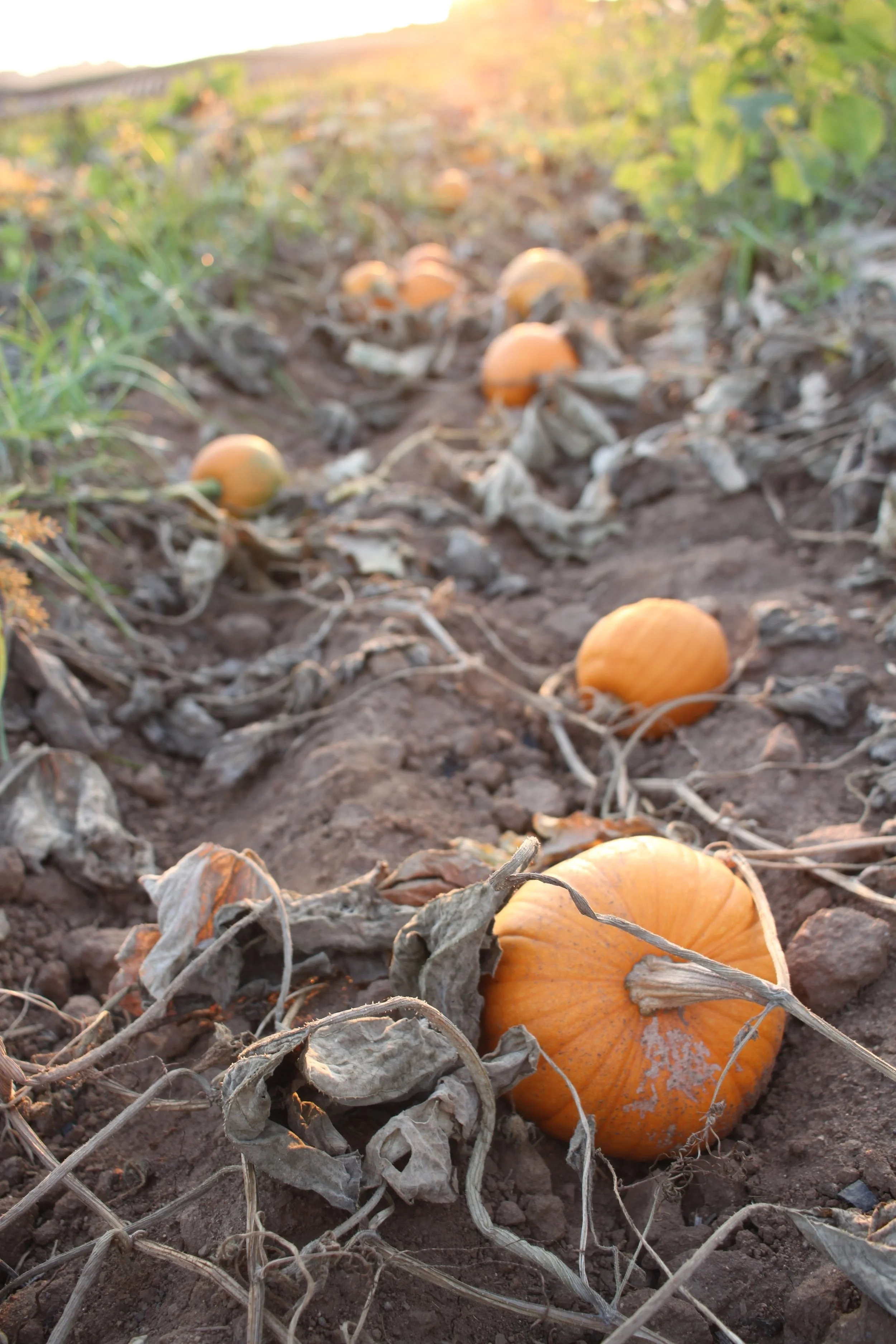 What is in season: Fall