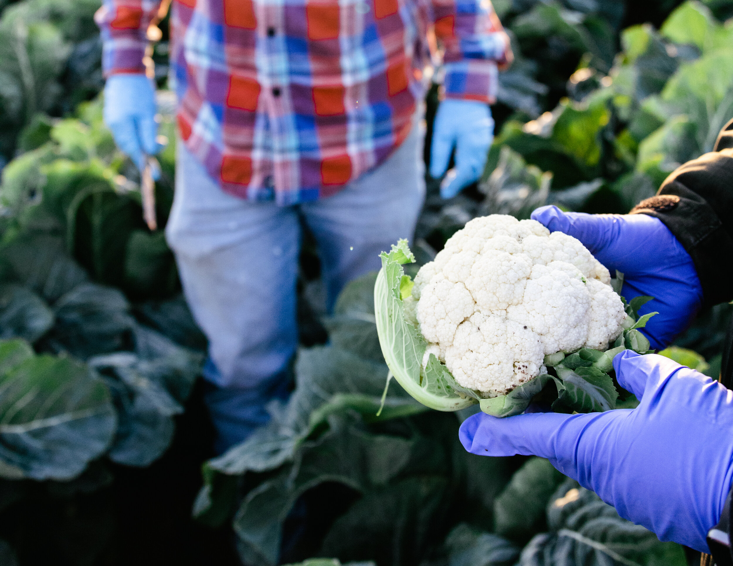 Safe Handling Produce Tips