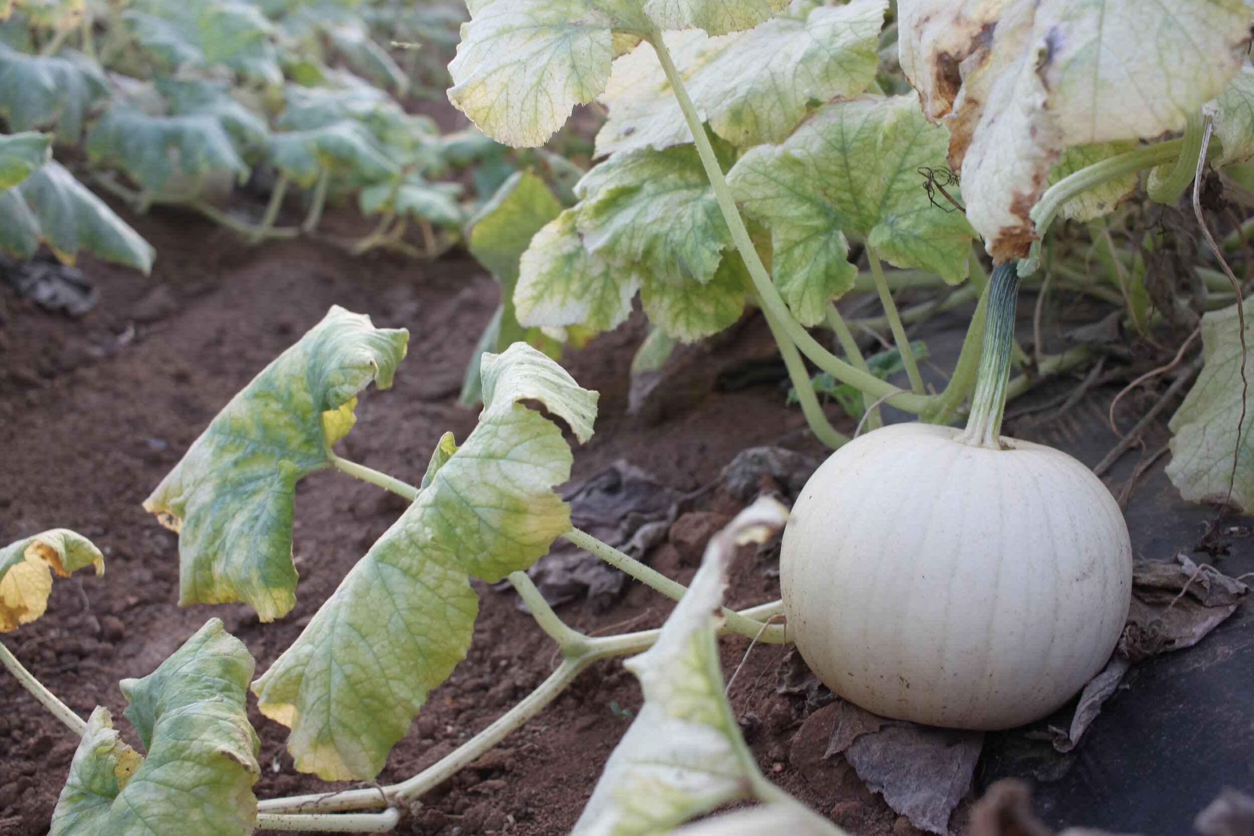 Printable Grocery Shopping List: Fall Season