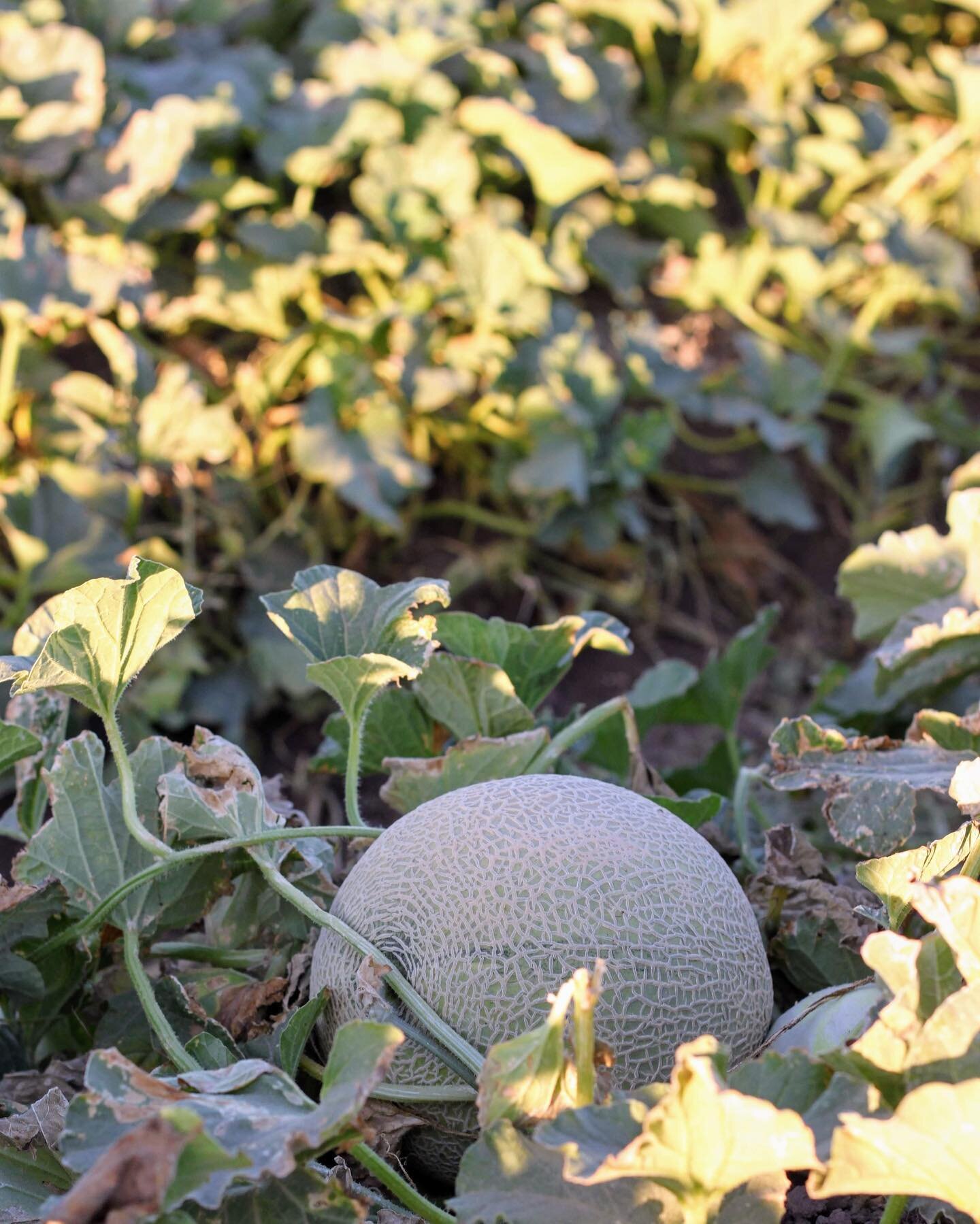 One of the best tasting melons I&rsquo;ve ever had and it was in season 🍈 Farmers pick seasonal produce when it is ripe since it does not have to travel long distances. Which means that seasonal produce ends up having more nutrients and being fresh!