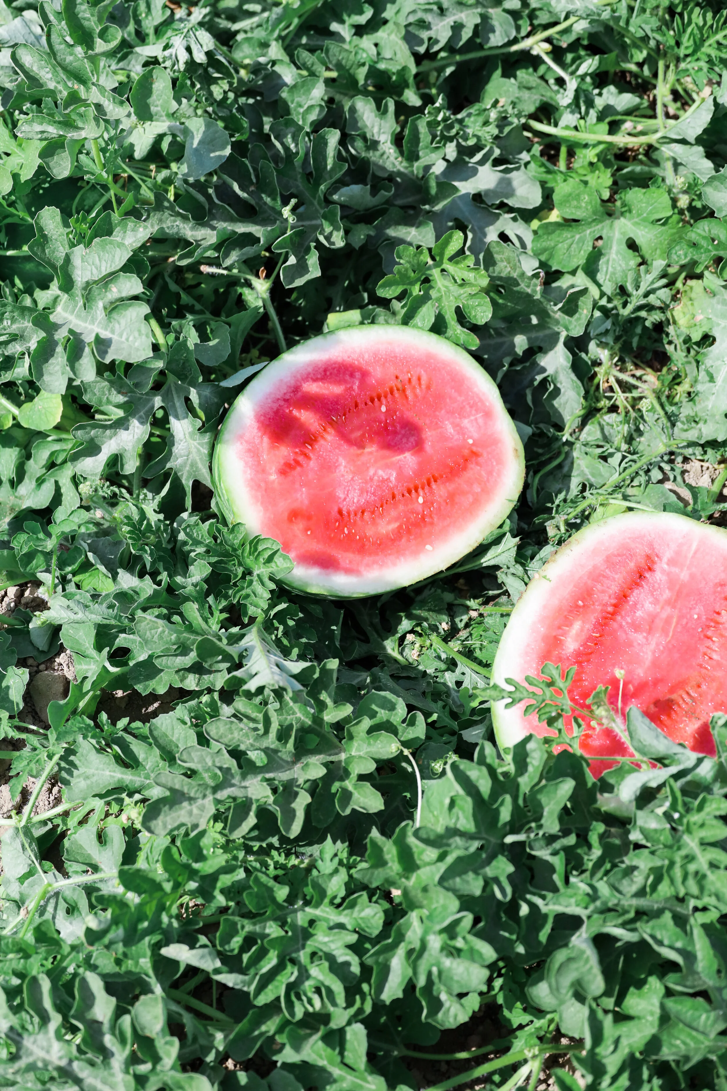 How To Cut Watermelon