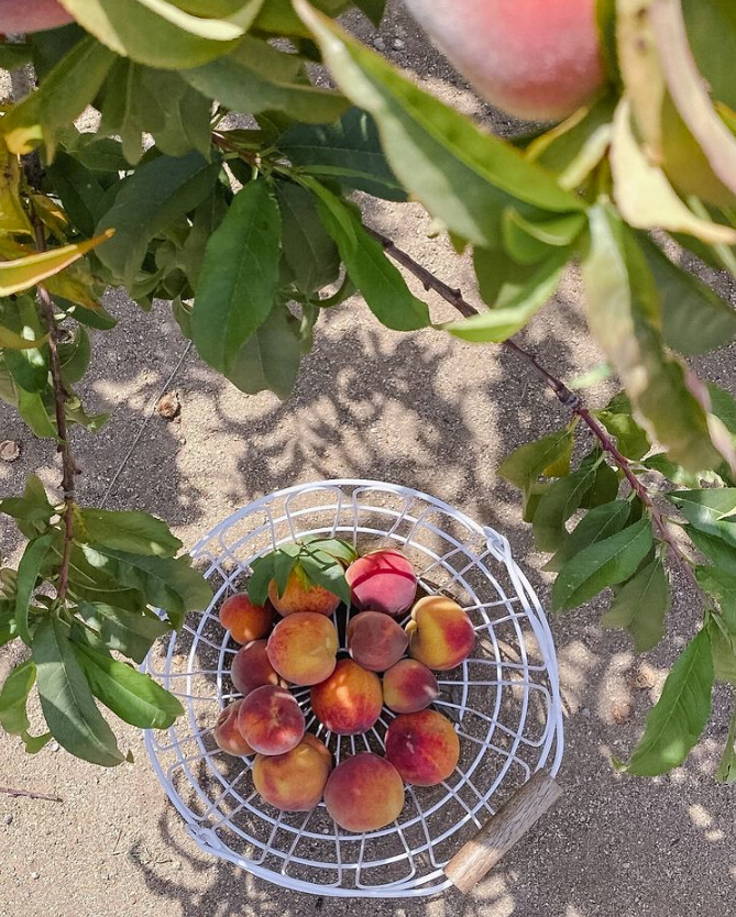 Fresh Produce Storage Containers