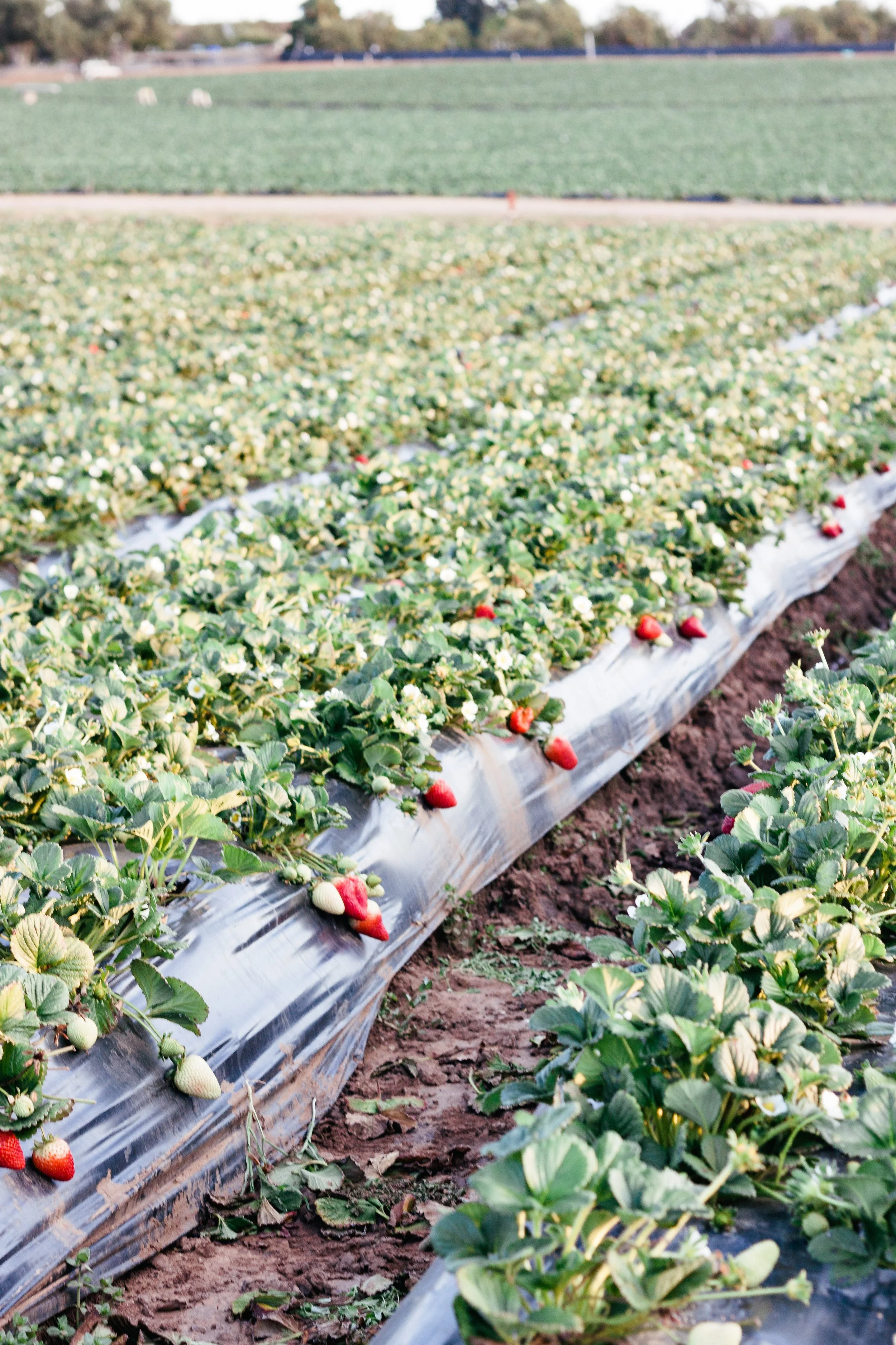 Strawberry Picking