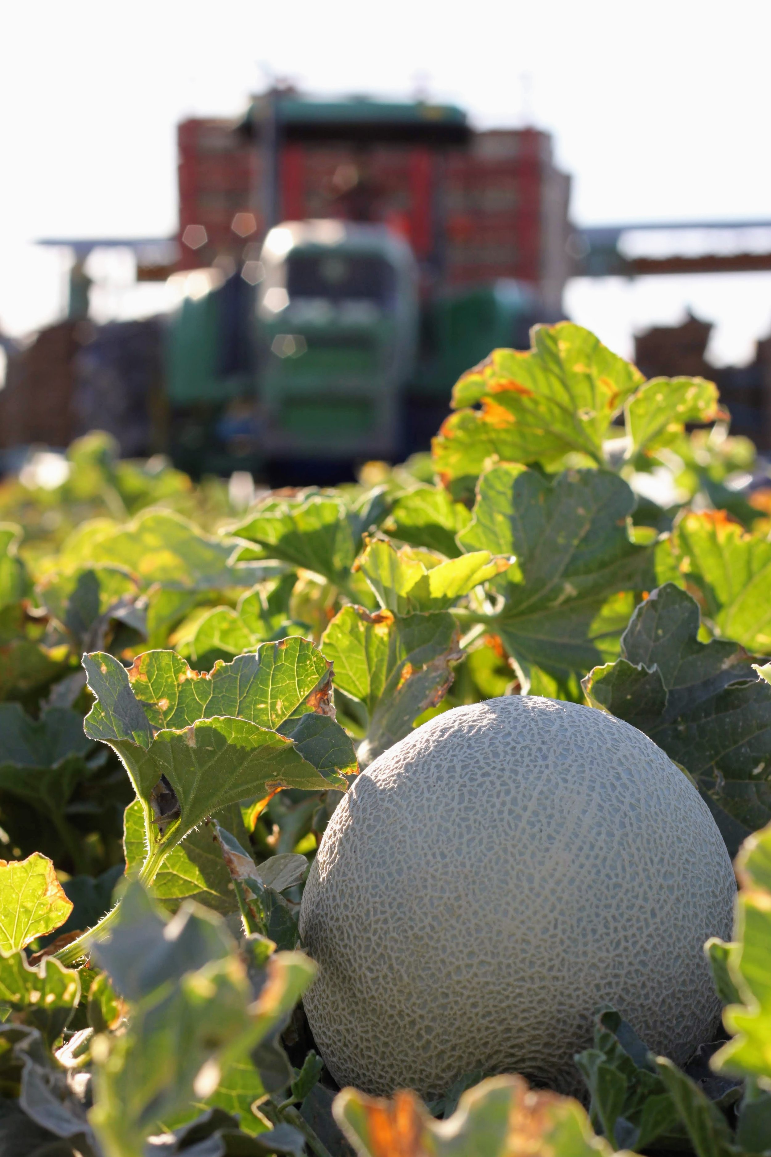 How Cantaloupes Are Harvested