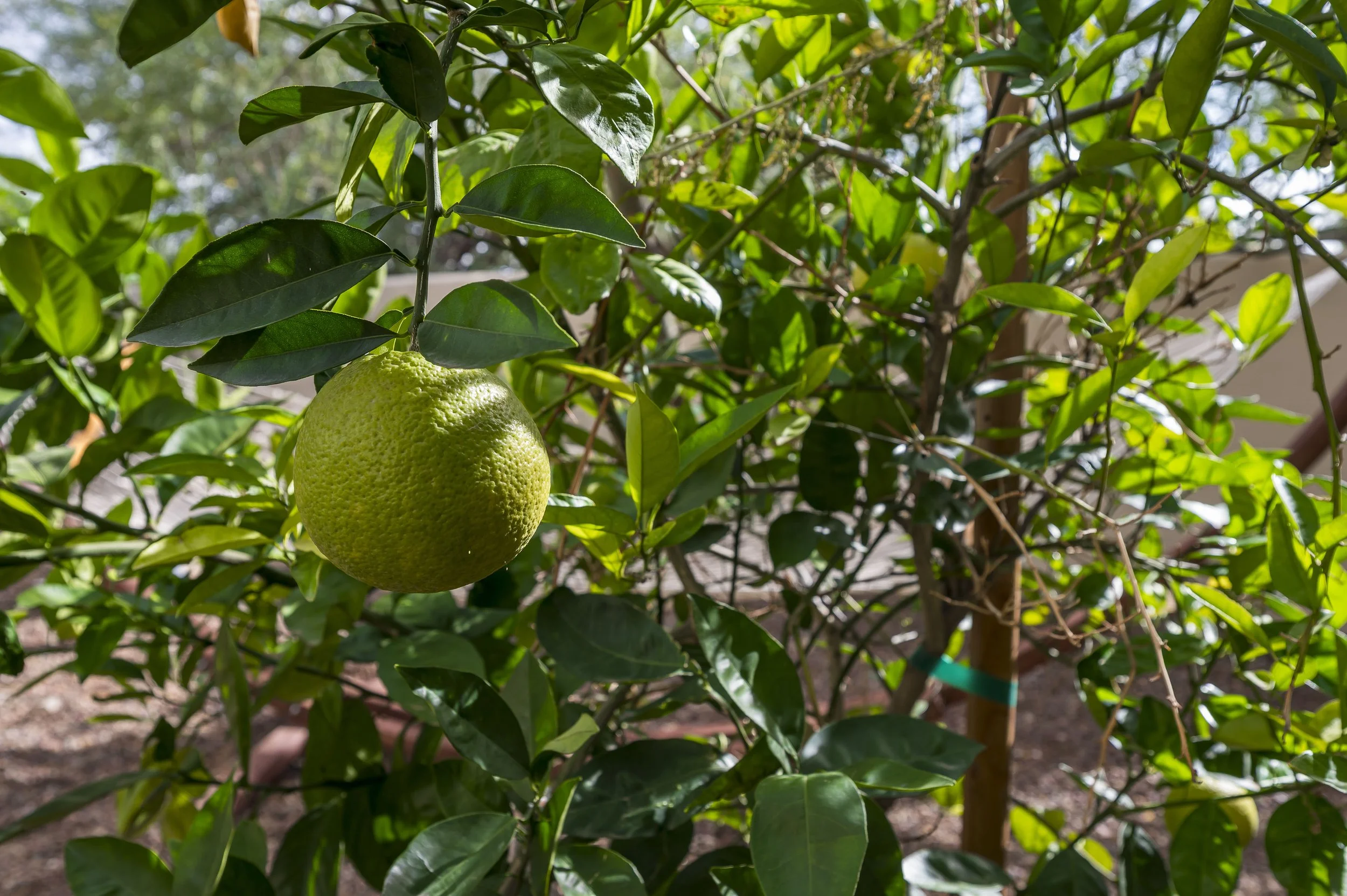 7969 E Baker Dr Scottsdale-74.jpg