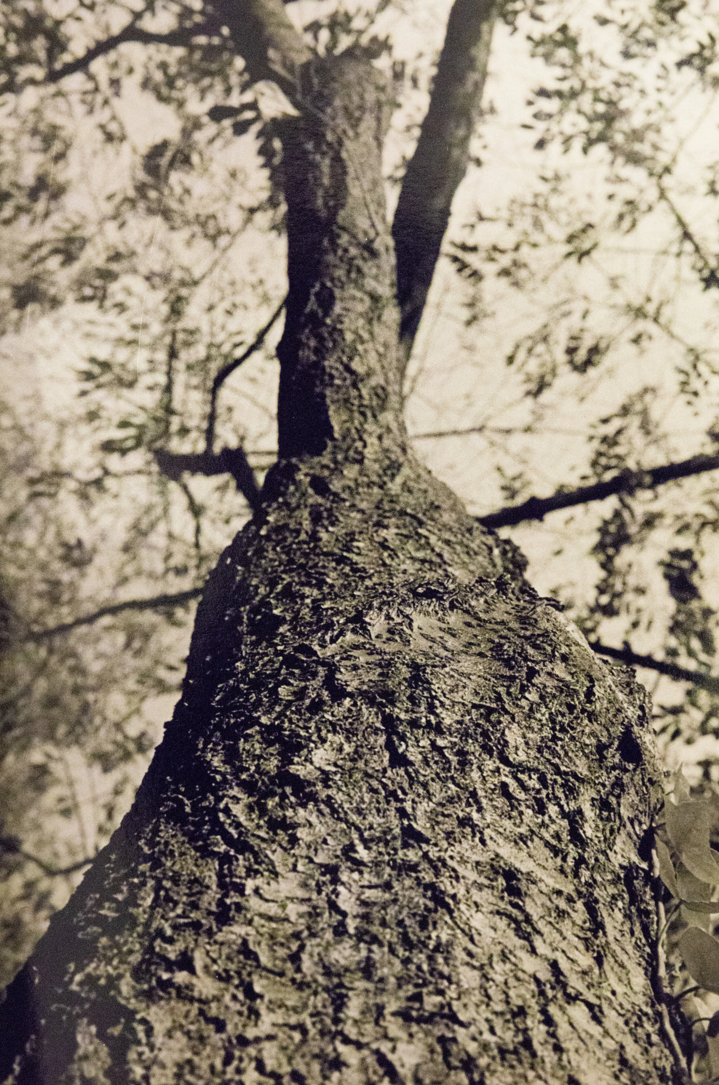 bark(exhibitPrintPhoto2) (1 of 1).jpg