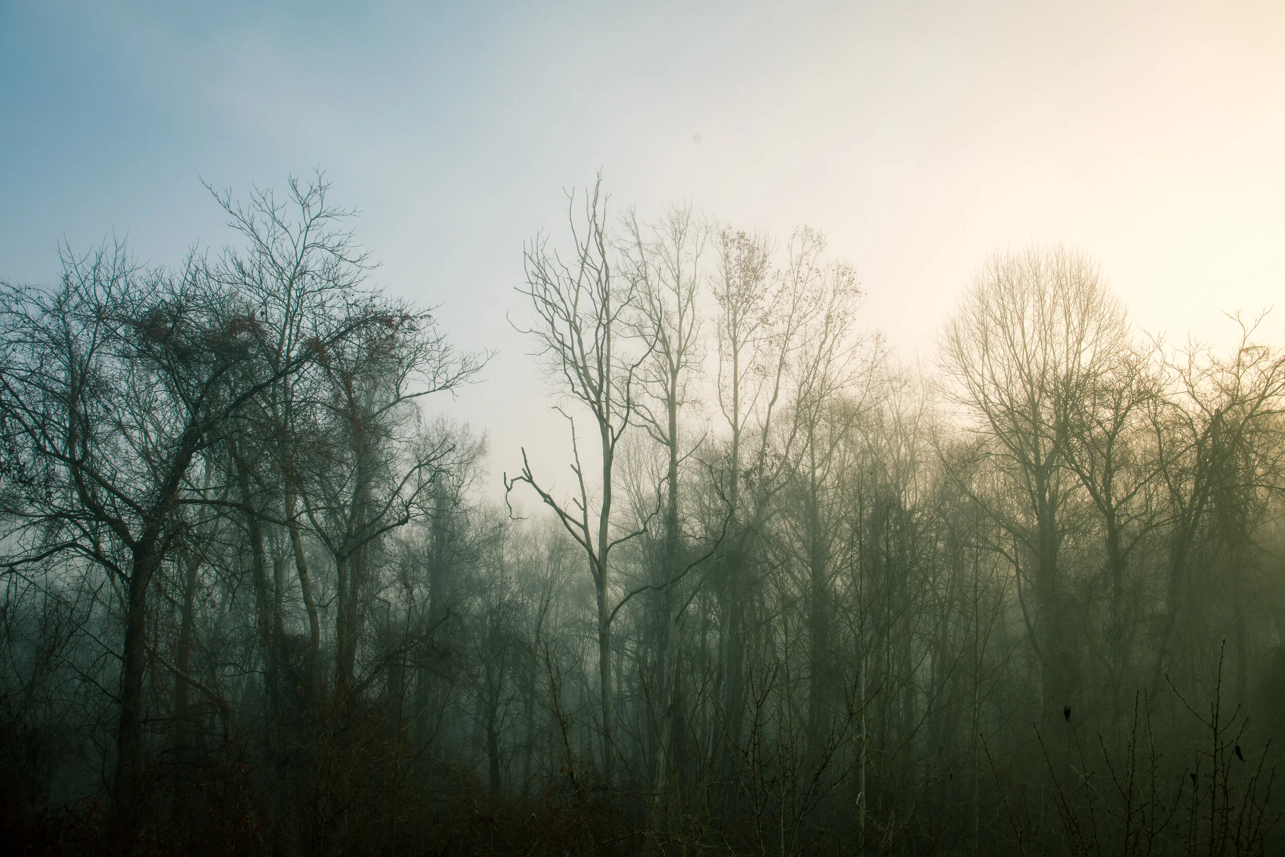 ManyTreesBackyard.jpg