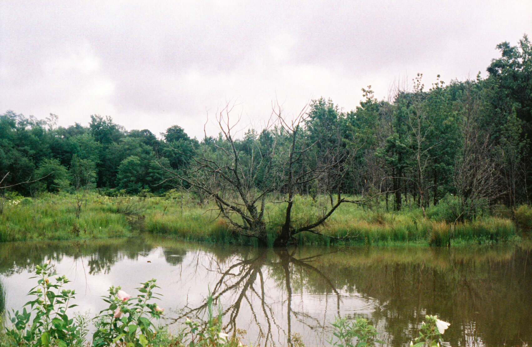 swampTreeReflection.jpg