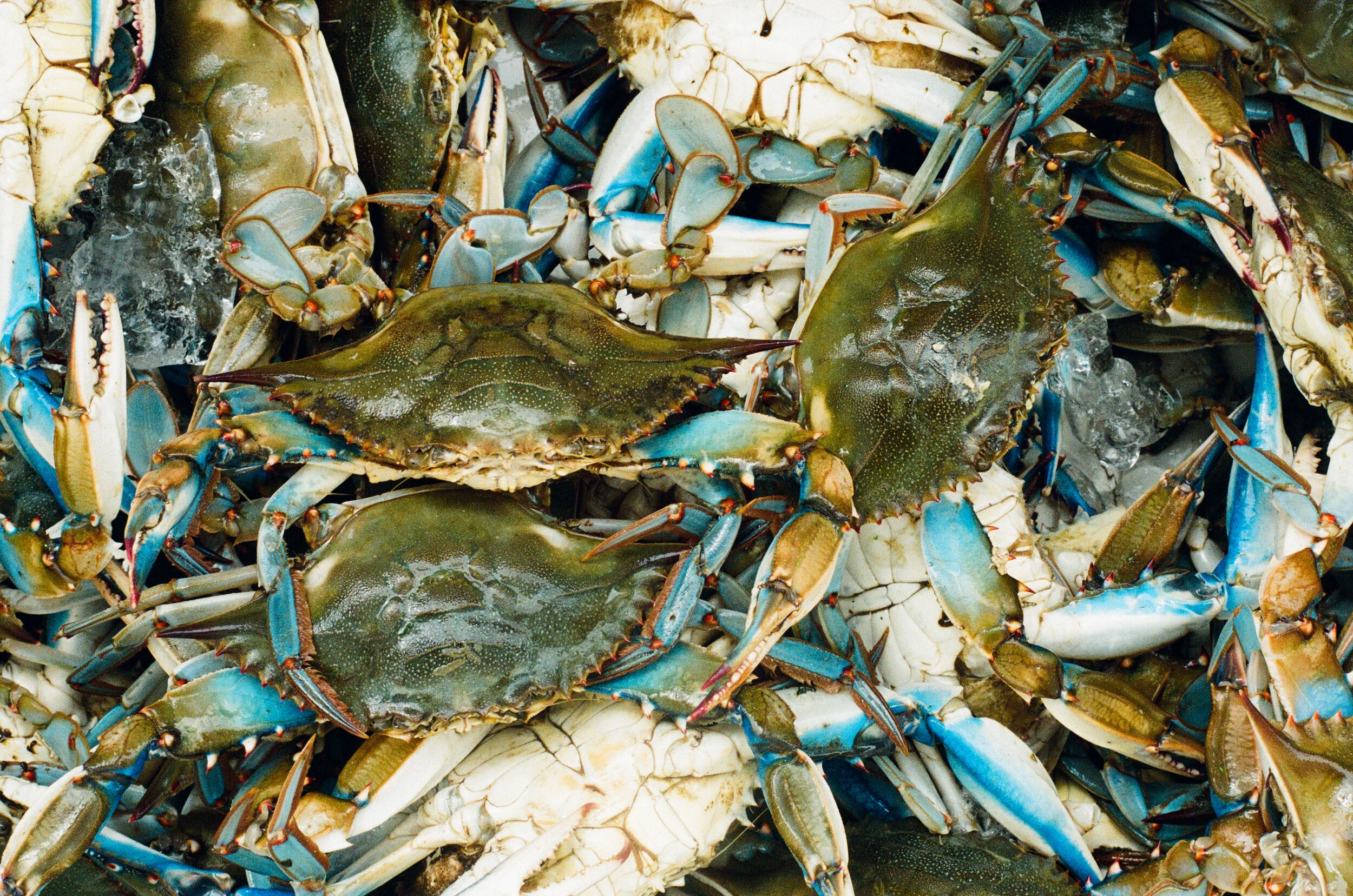 crabsCoolerOnly.jpg