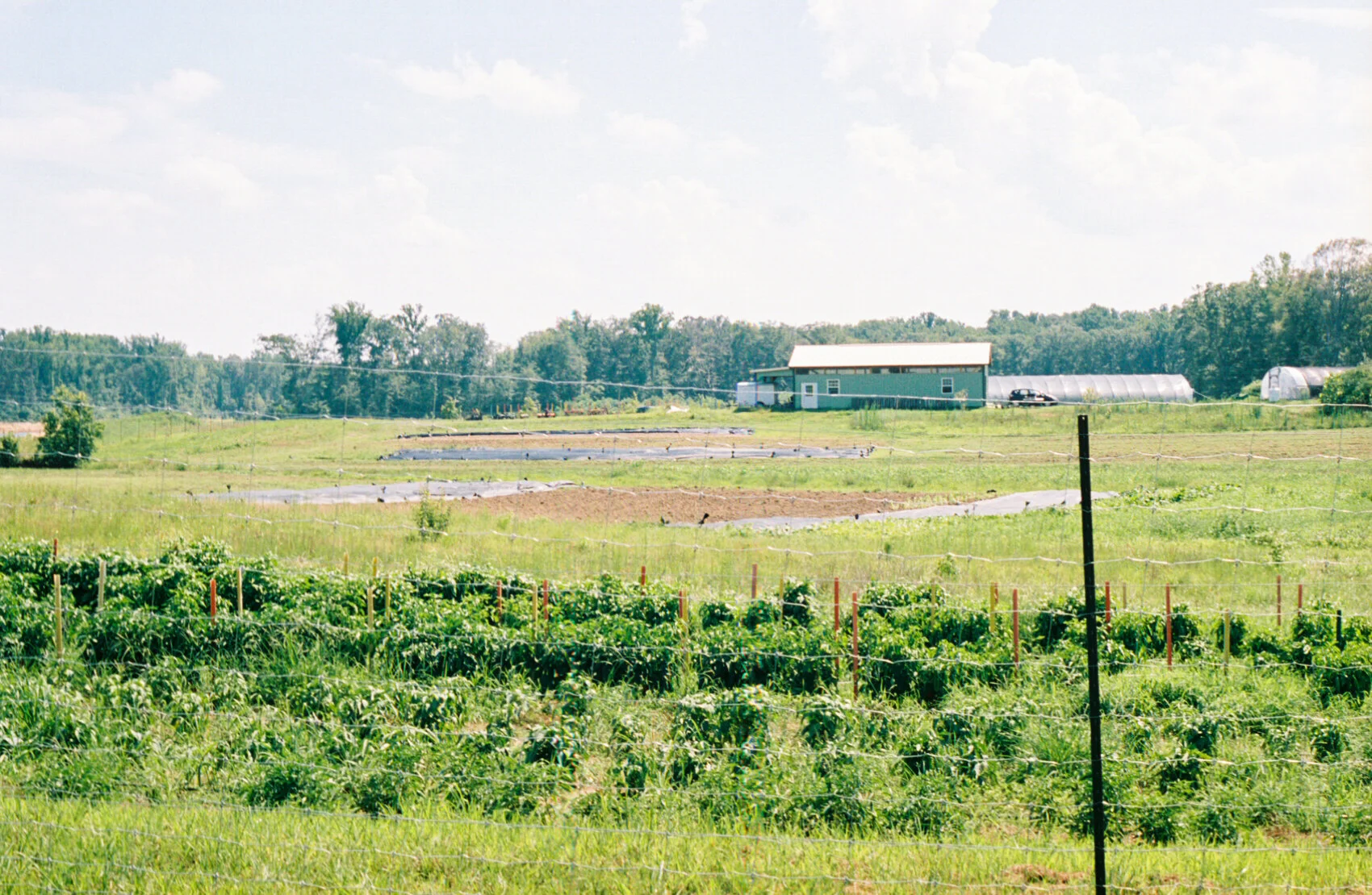 farmSpinach.jpg
