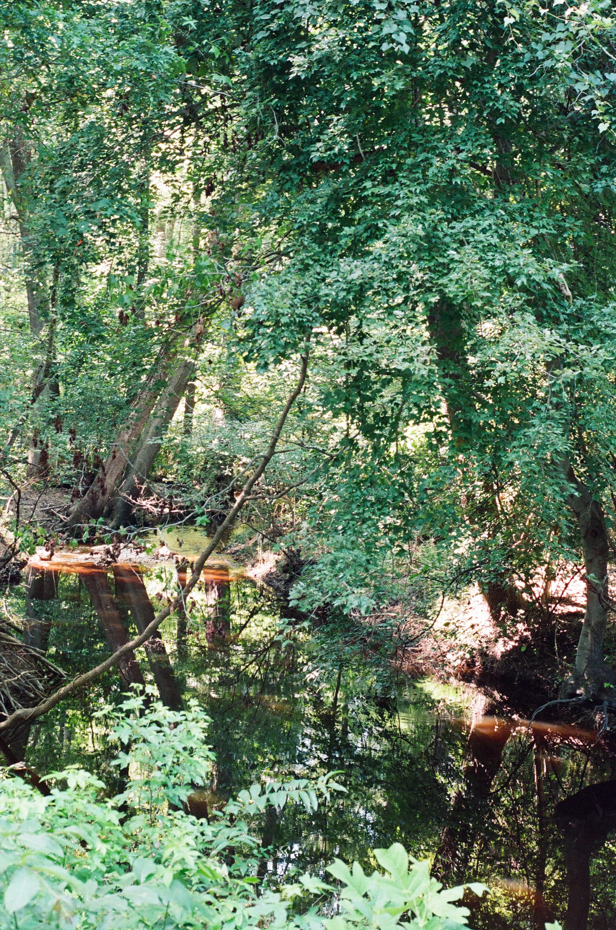 waterAndTrees.jpg
