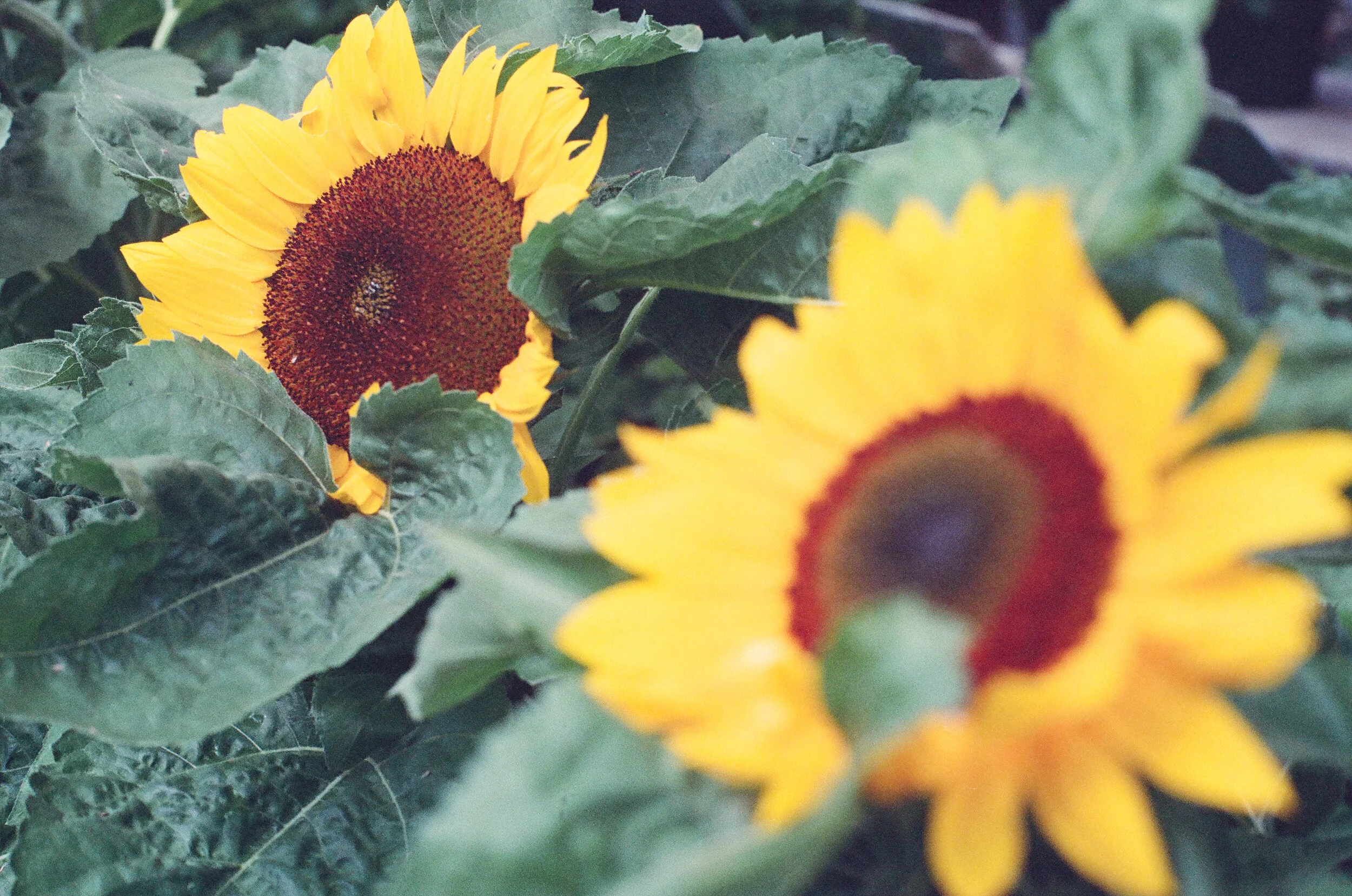sunflowers.jpg