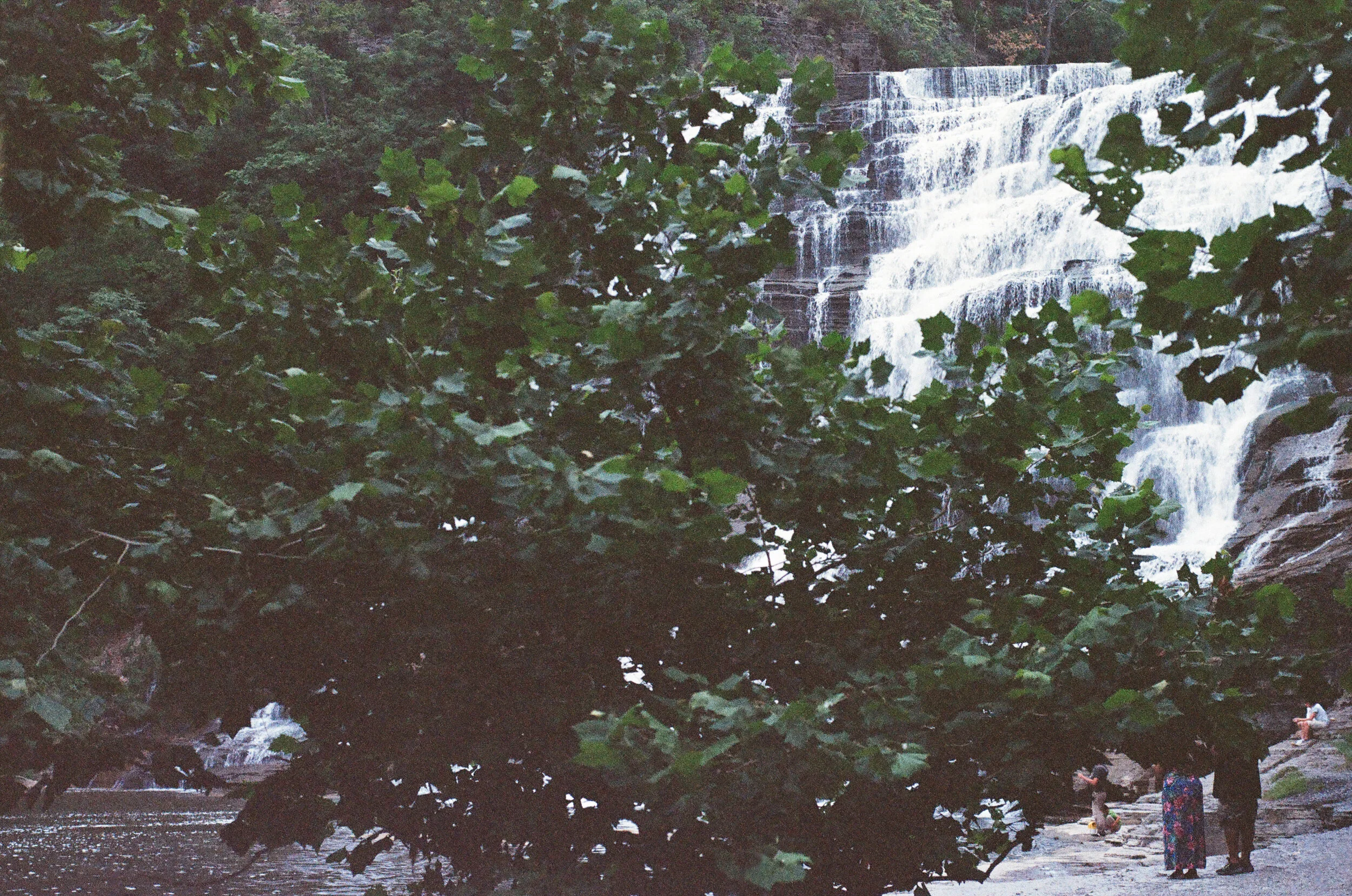 waterfallTreeDadKeisha.jpg