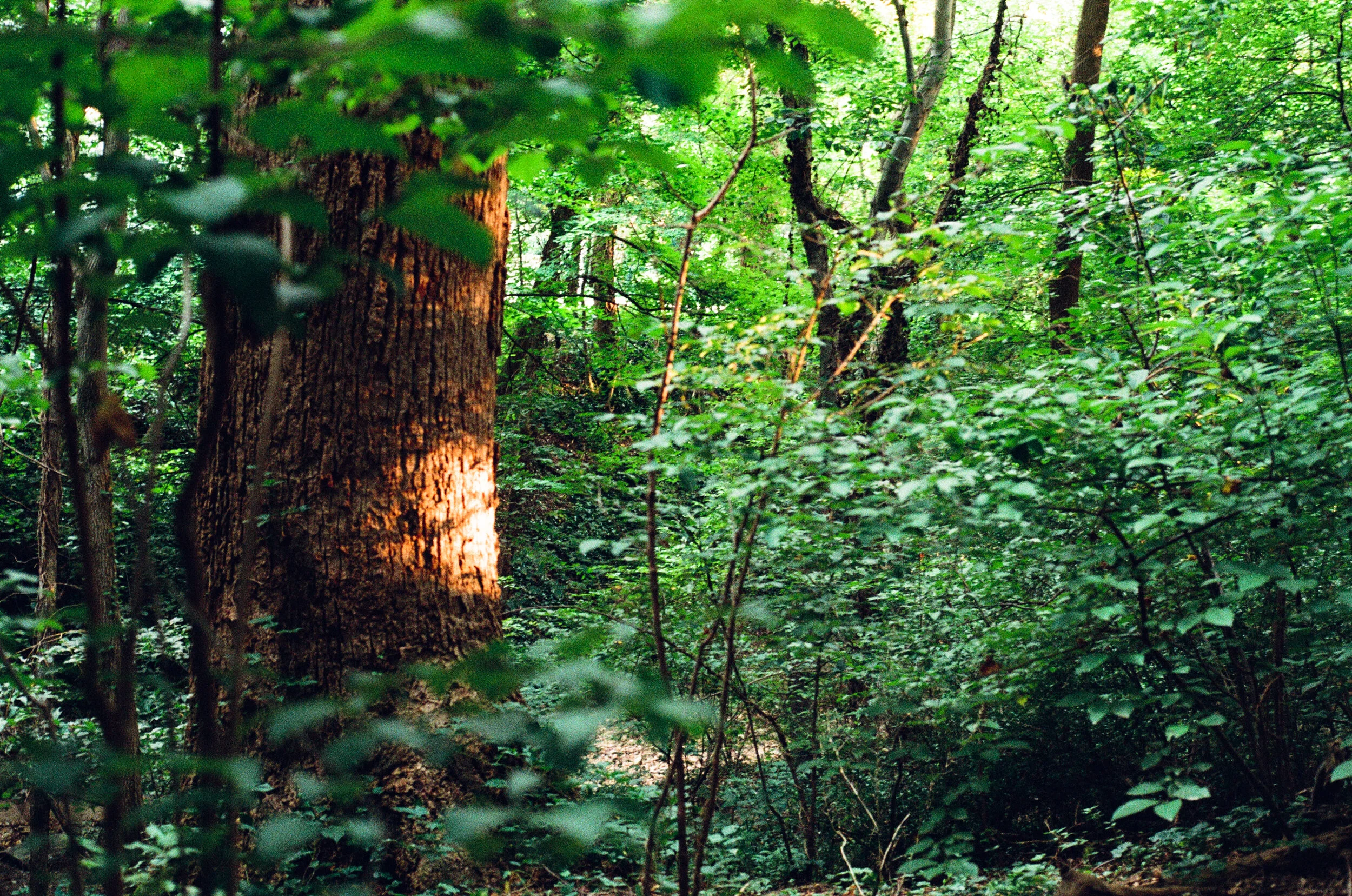 treeLight.jpg
