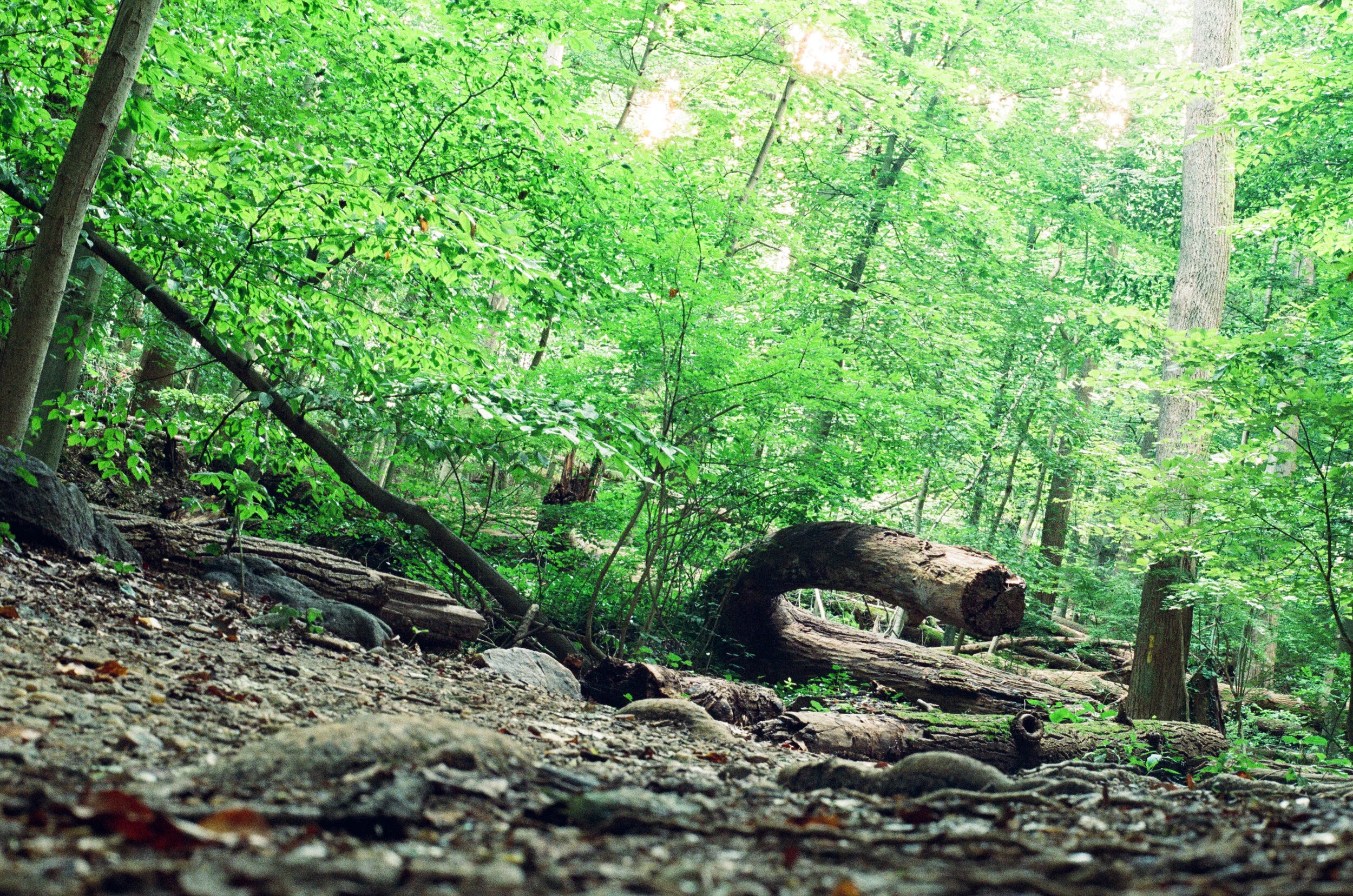 forestFloor.jpg