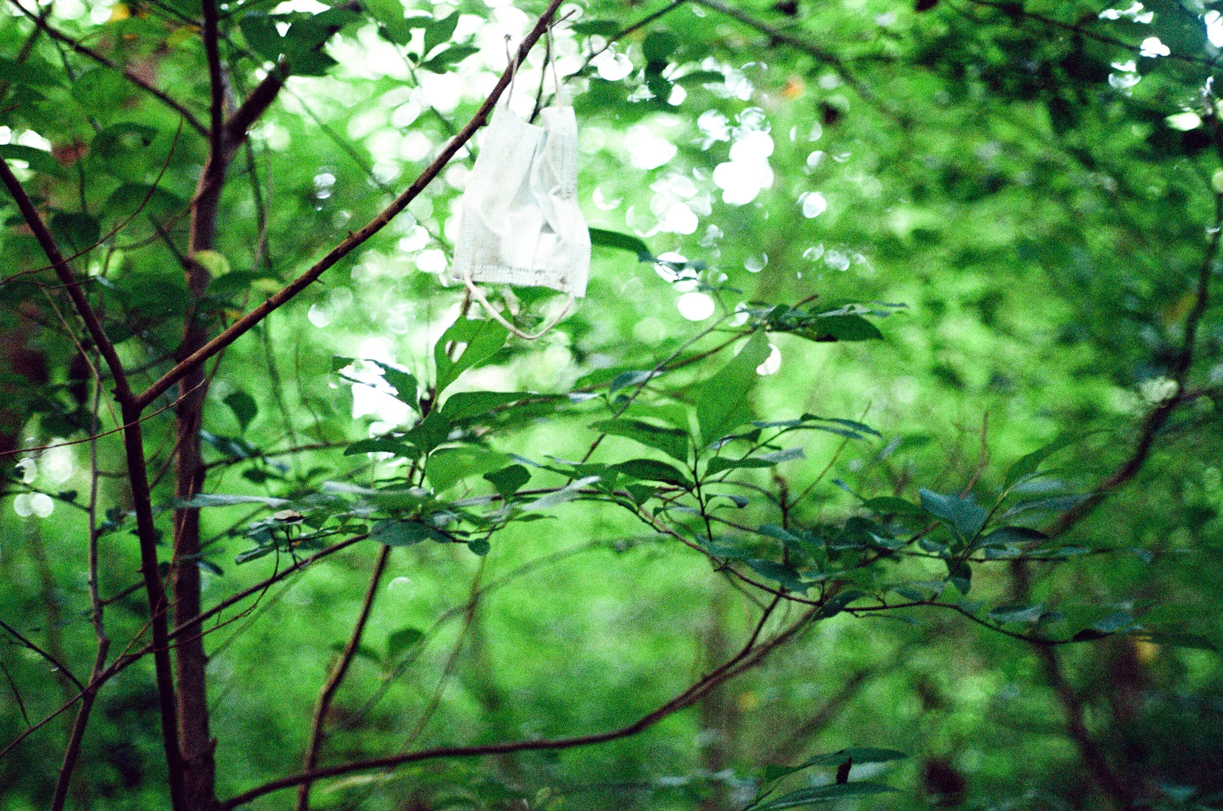 covidForest.jpg