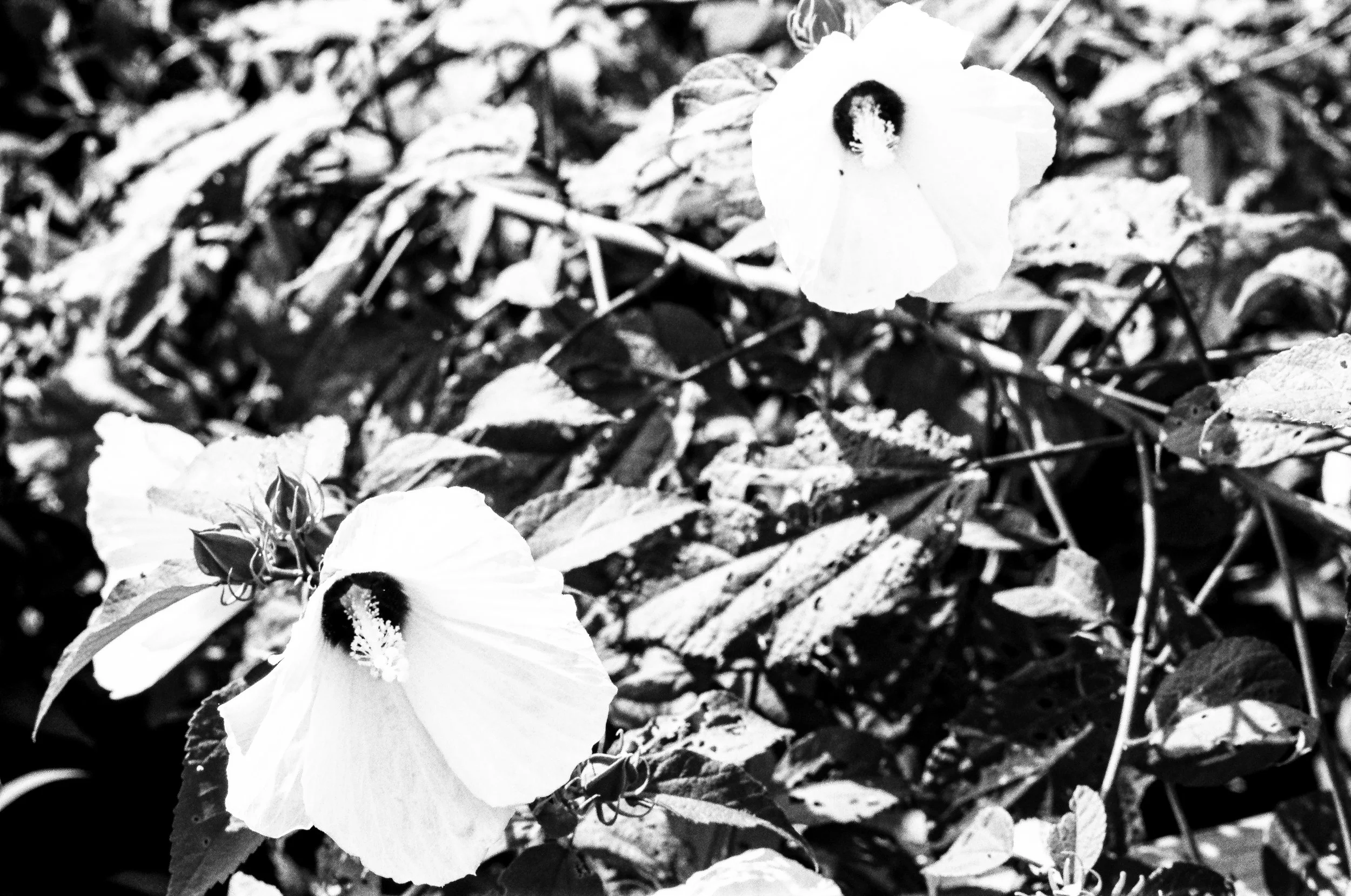 DMVnature2021_film (21 of 34).jpg
