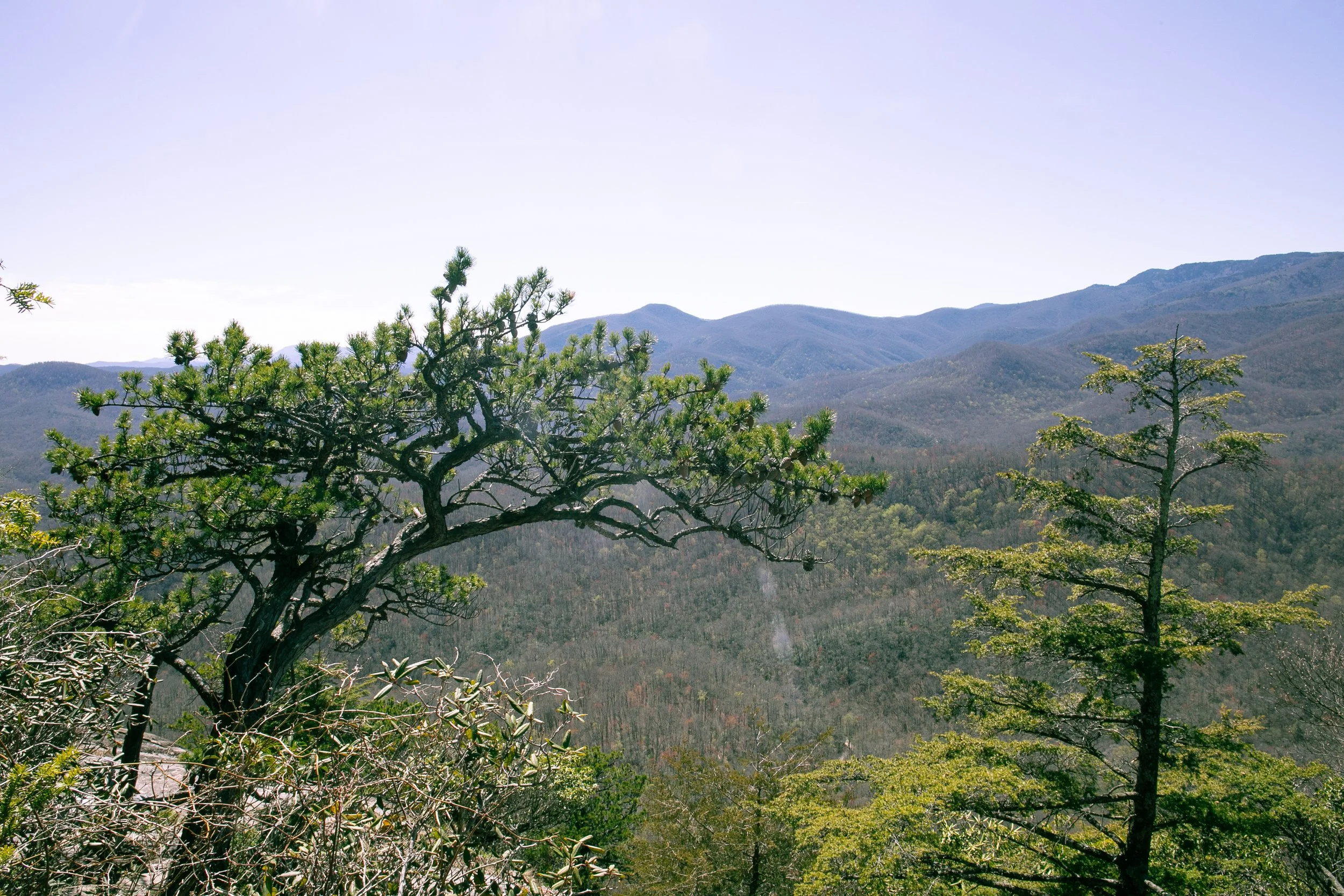 HikeWithOlive_April6_2024-31.jpg