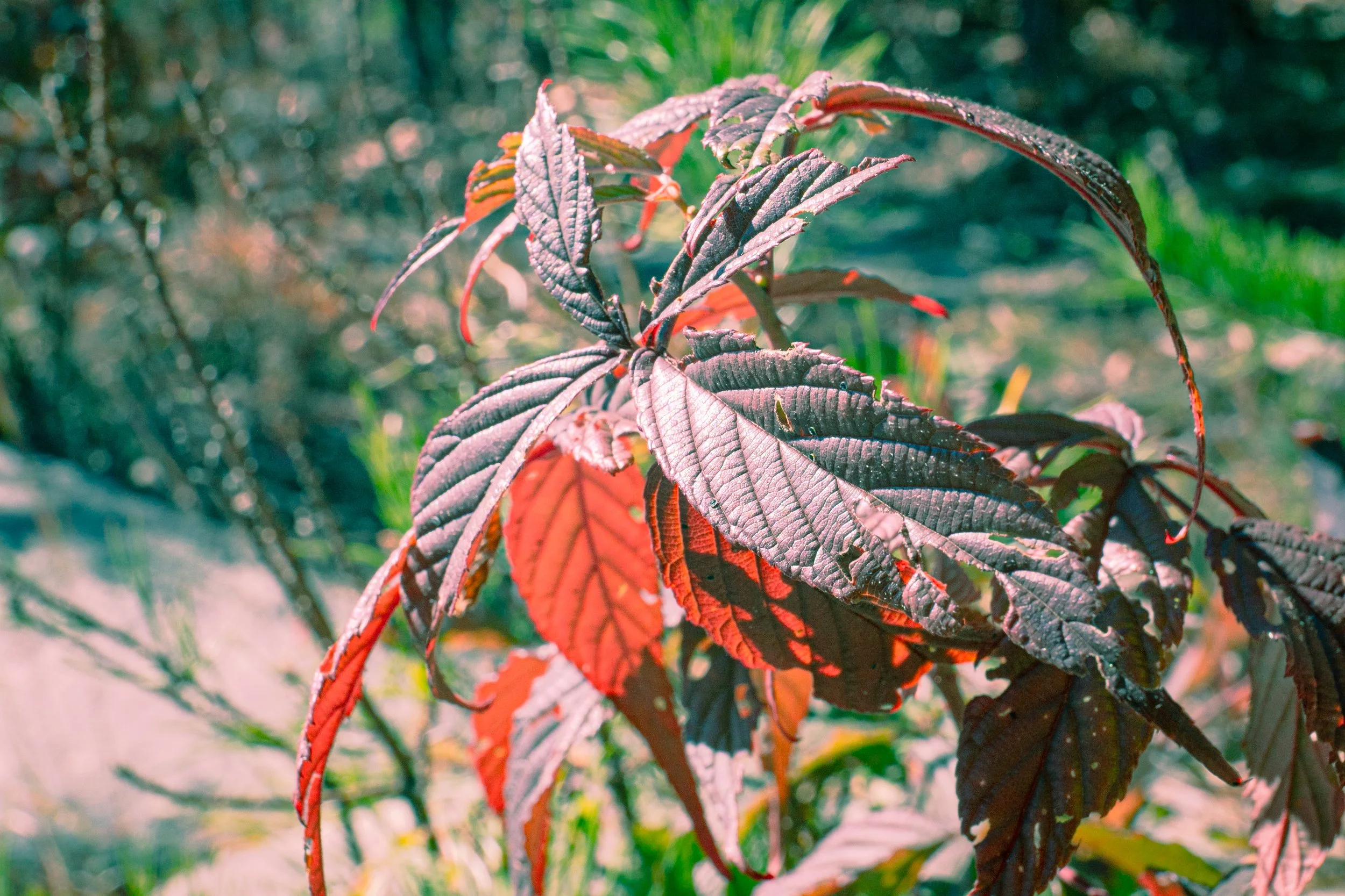 LinvilleGorge_2023_ForSquarespace-2.jpg