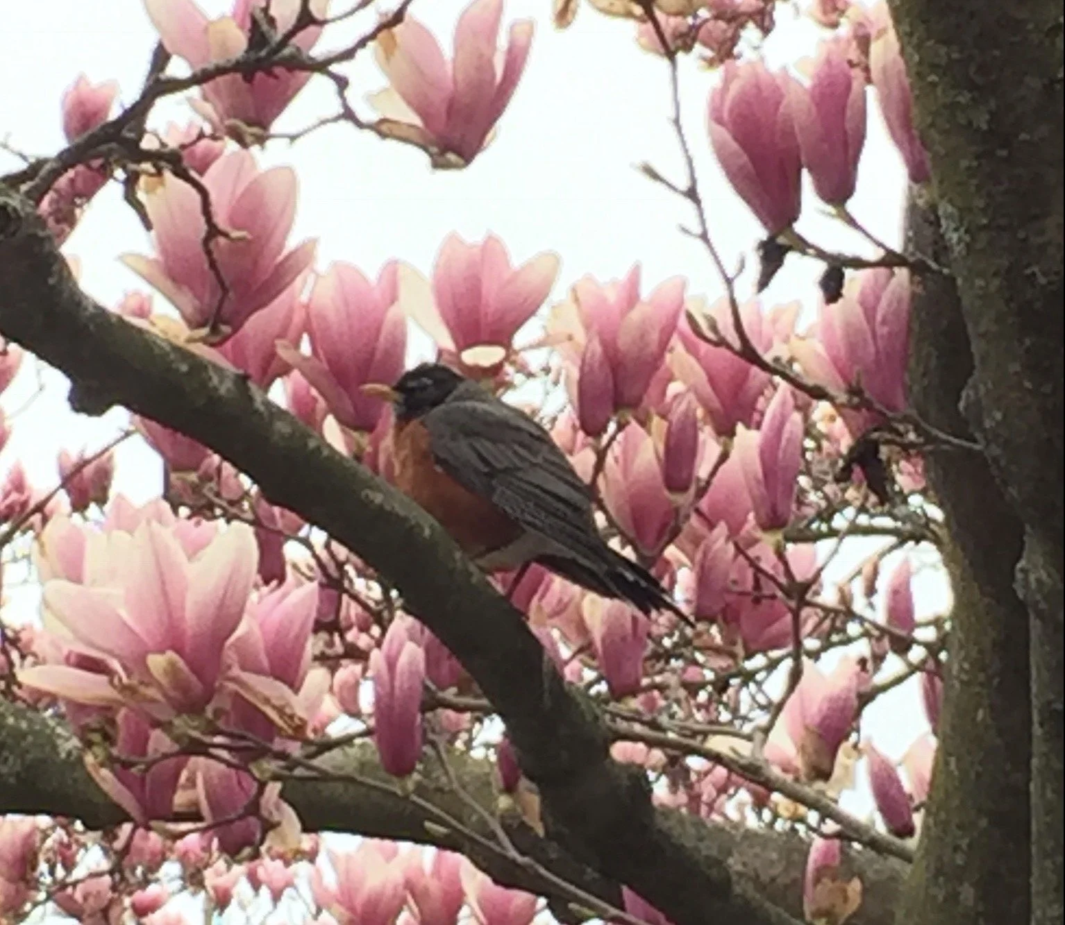 Close-up of pregnant robin in a blooming magnolias from tree
