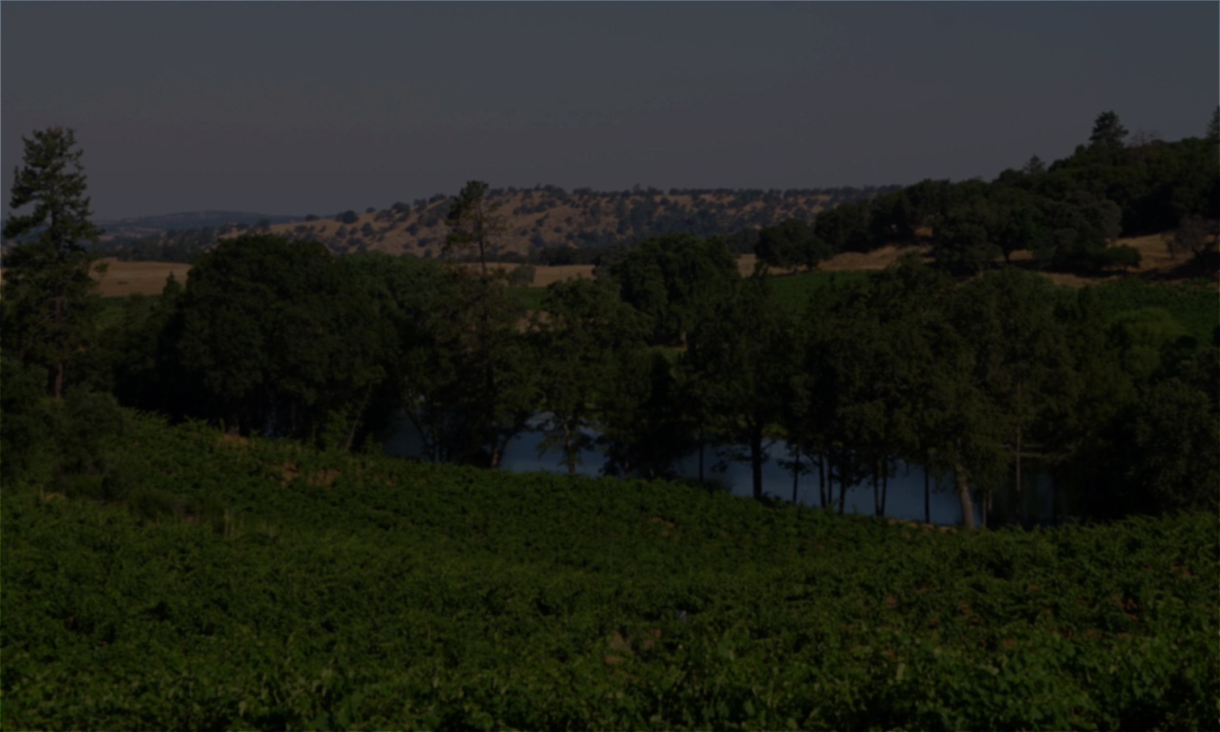 MWC-the-place-vineyard-02.jpg