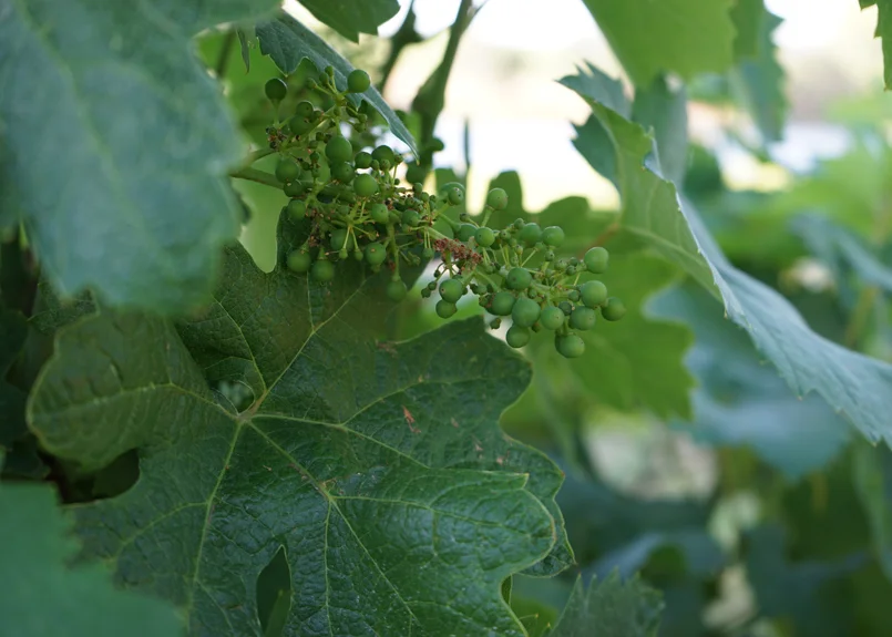 MWC-vineyard-grapes.jpg
