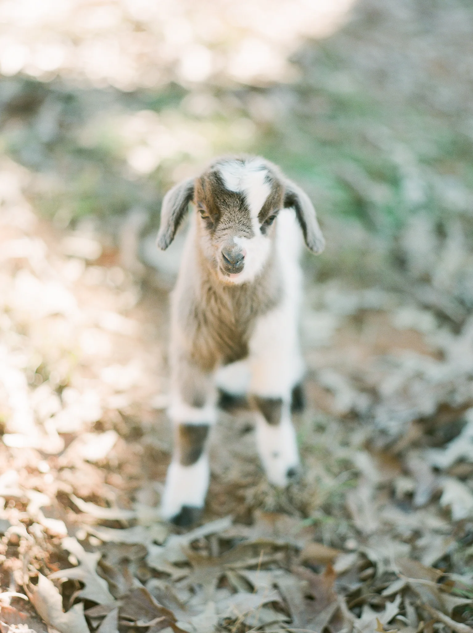 Goats-13.jpg