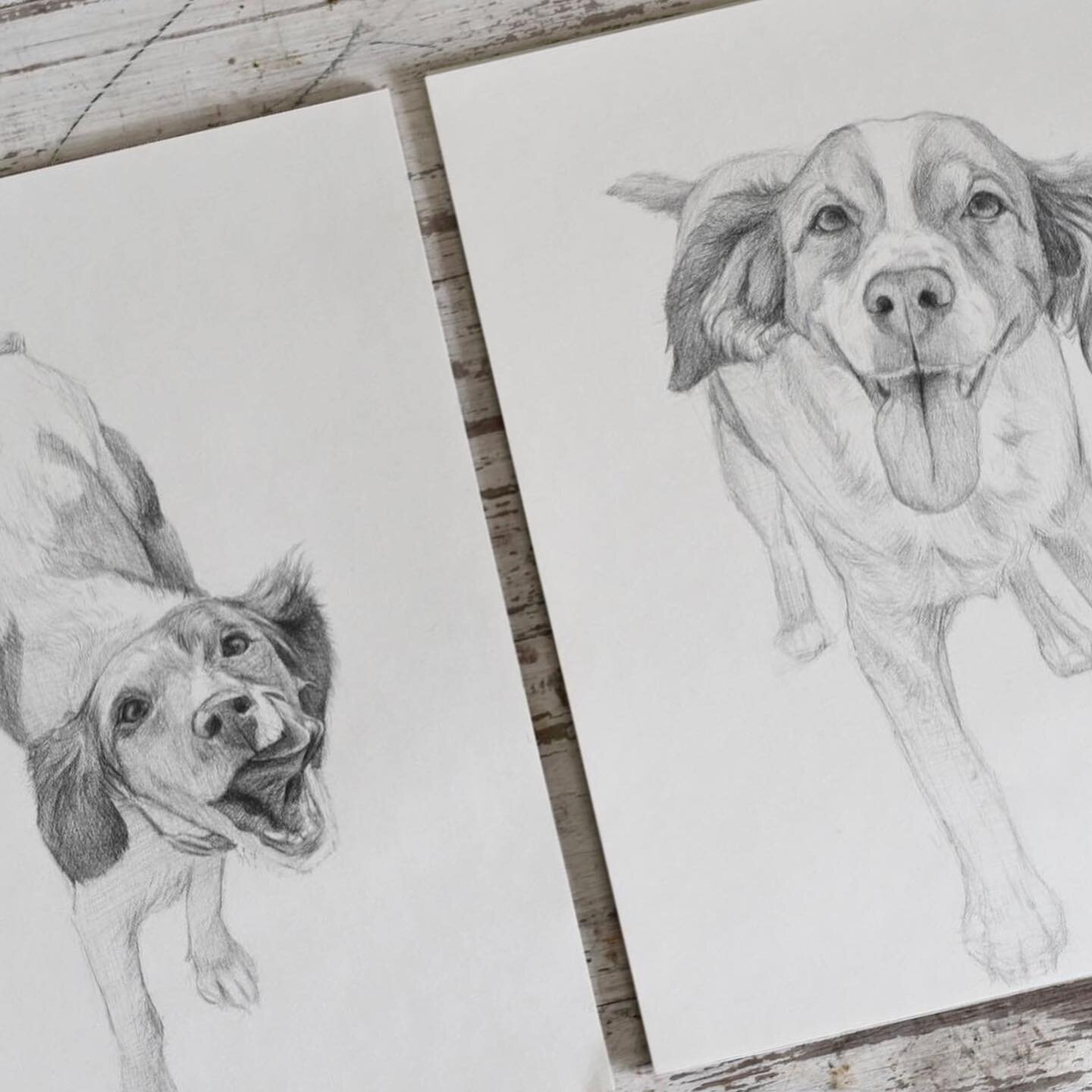 Pet portraits for some of my favorite pups 🐶 Graphite on paper.

#petportraits #brittanybirddogs  #dogsketches 
#sunsouttonguesout