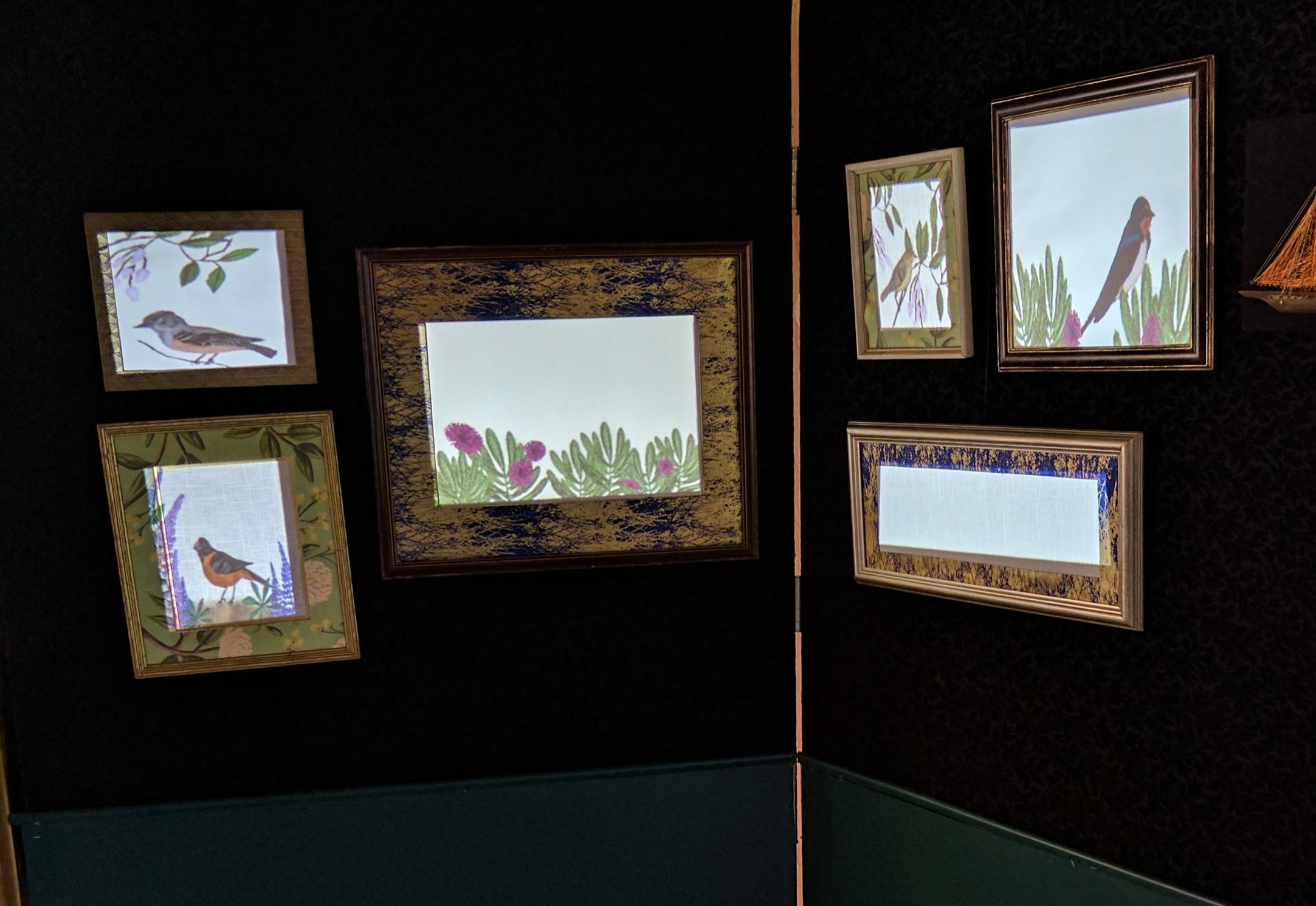 The framed projections feature hummingbirds, warblers, phoebes, and chats.