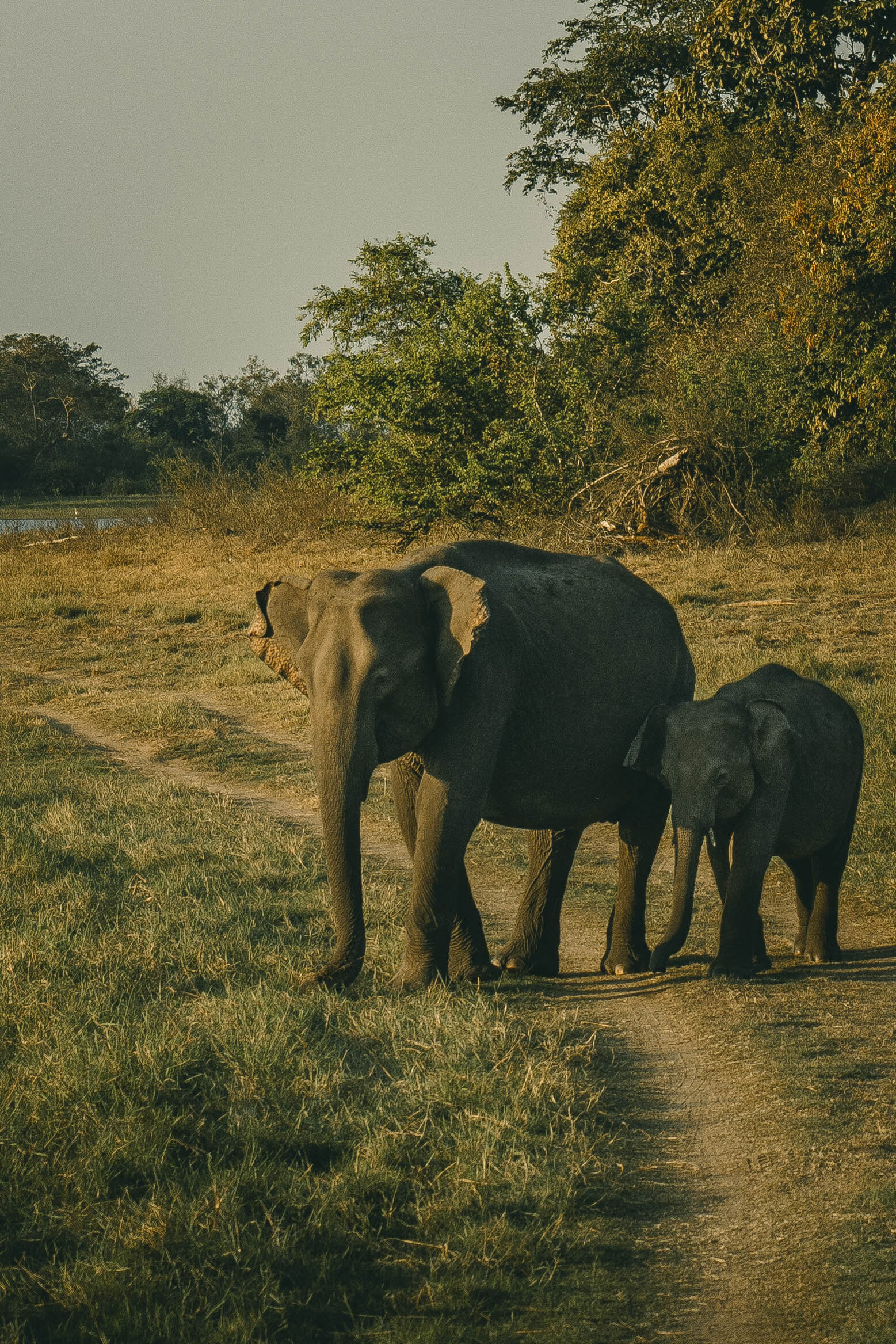 Safari _ Sri Lanka _ Ellie Dyduch