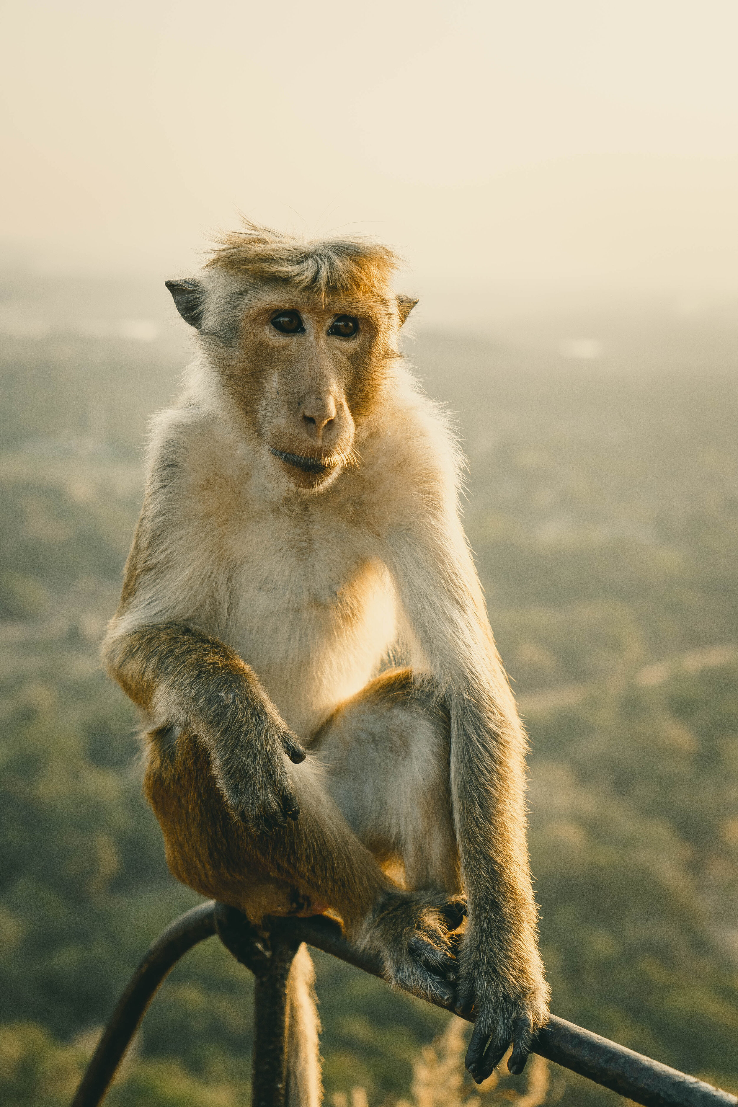Monkey _ Sri Lanka _ Ellie Dyduch
