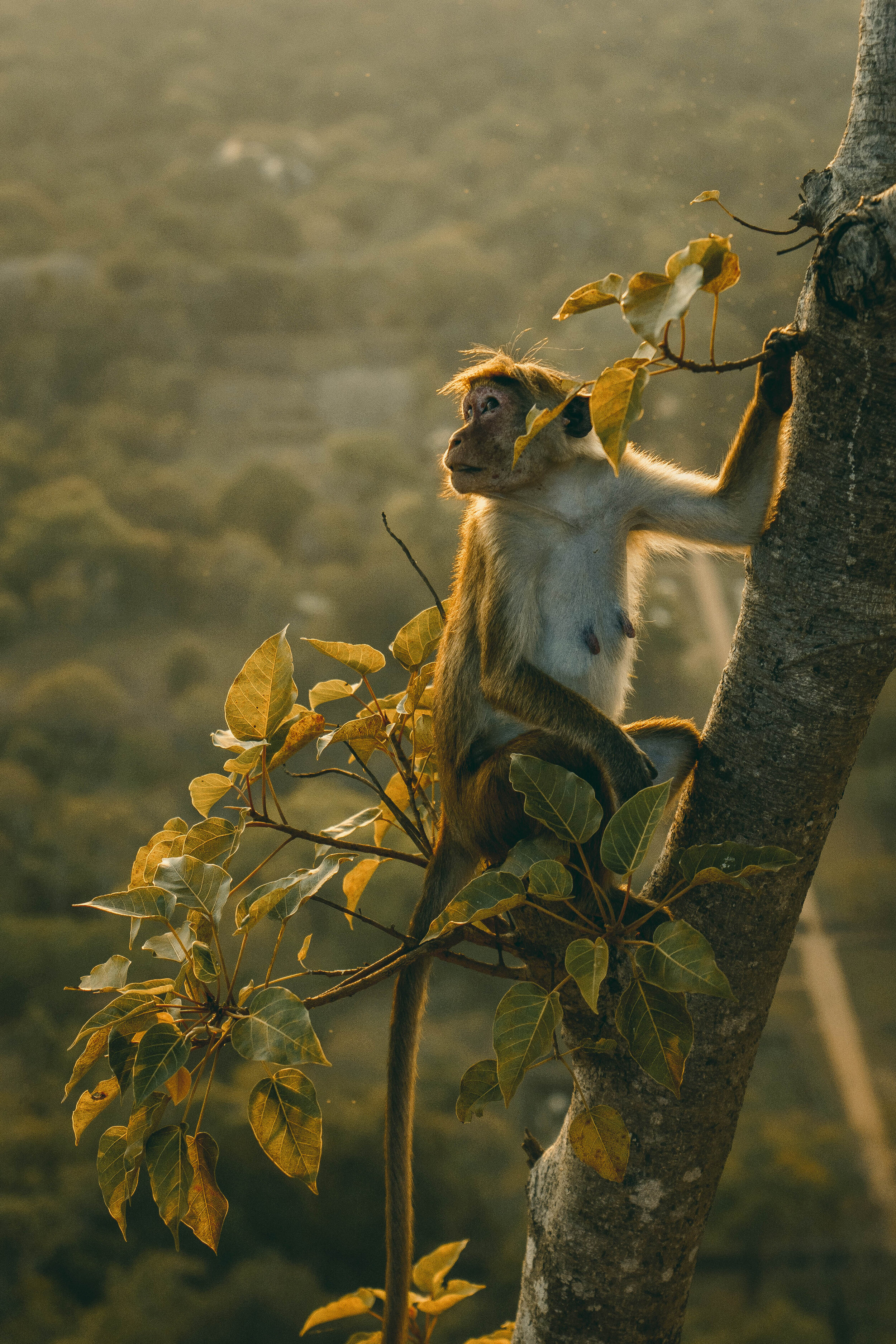 Sri Lanka _ Ellie Dyduch