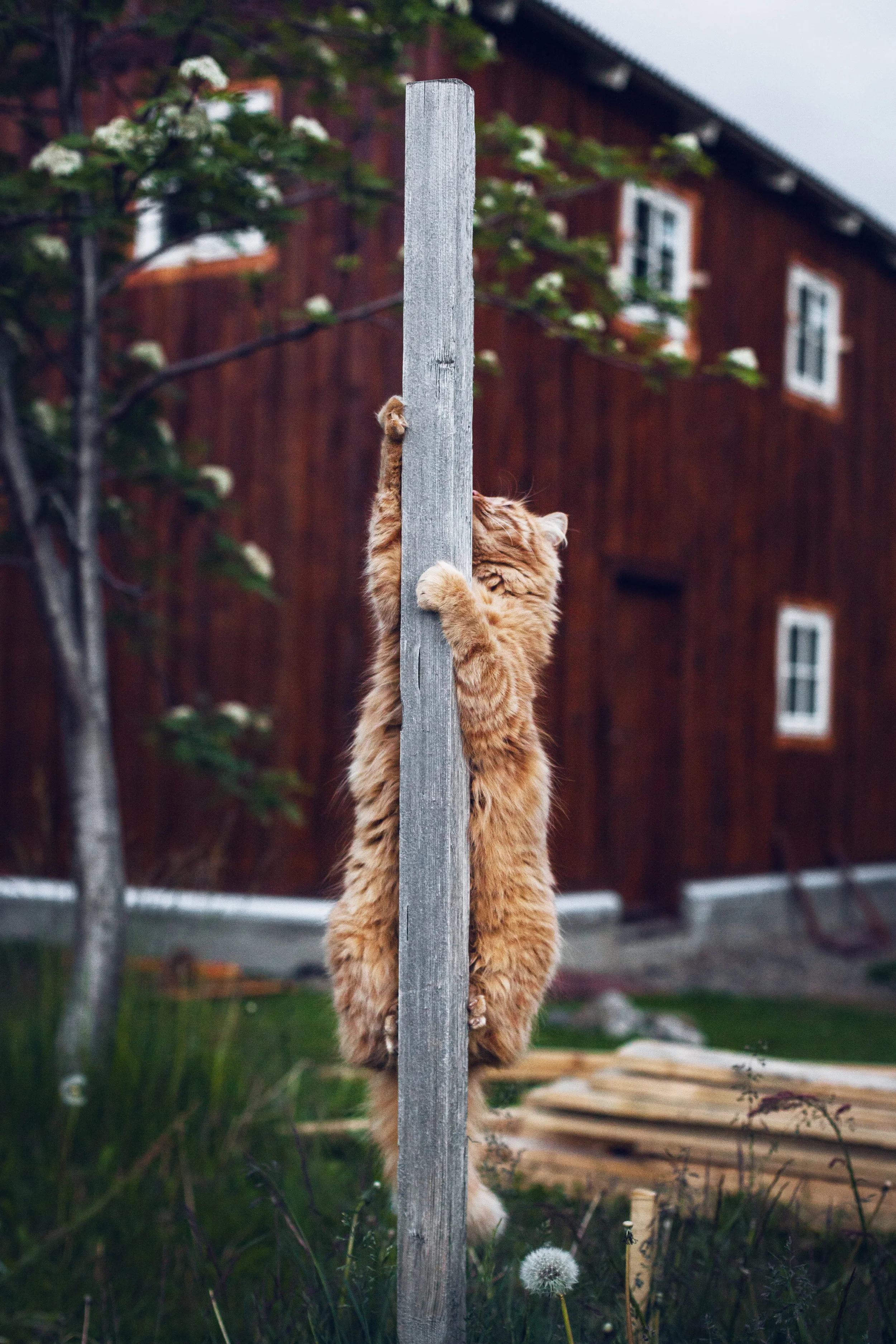 cat_on_a_stick_MG_9383 2.jpg