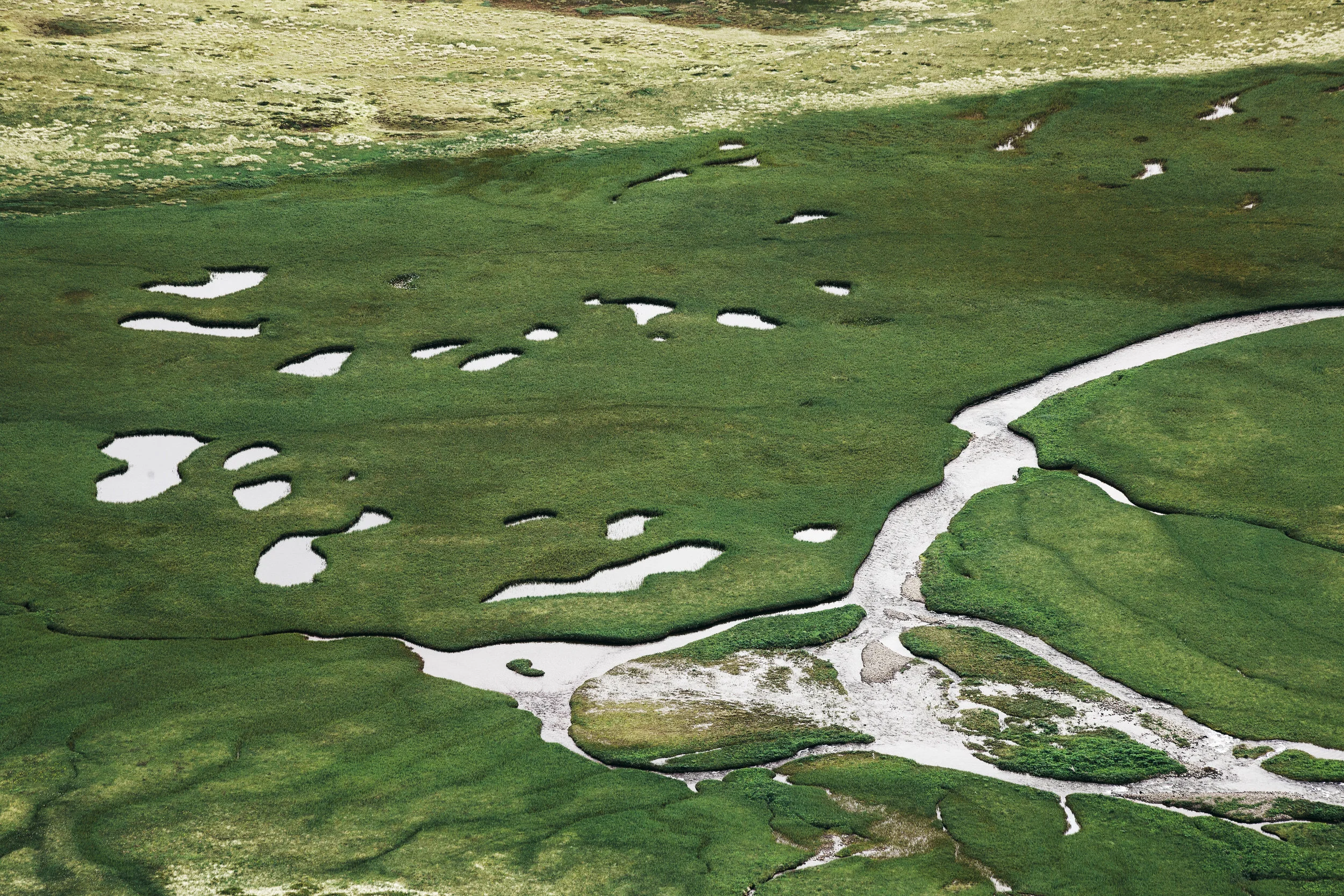 swamp-2_hornstrandir__MG_6790_v1.jpg